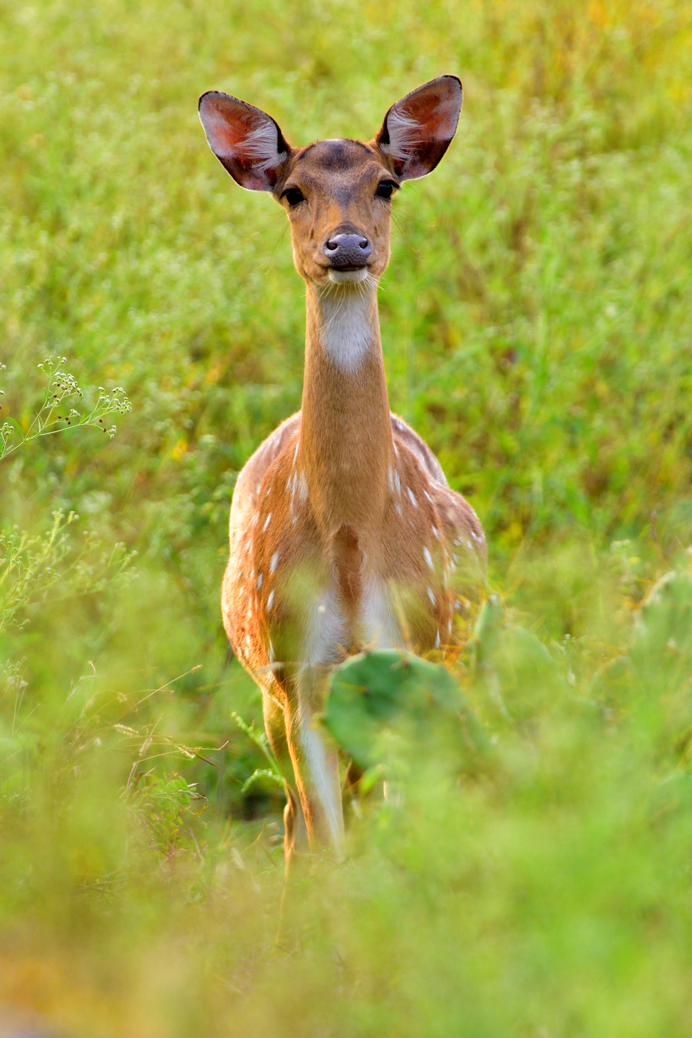 Nikon AF-S Nikkor 300mm F2.8G ED VR II sample photo. Spotted deer photography