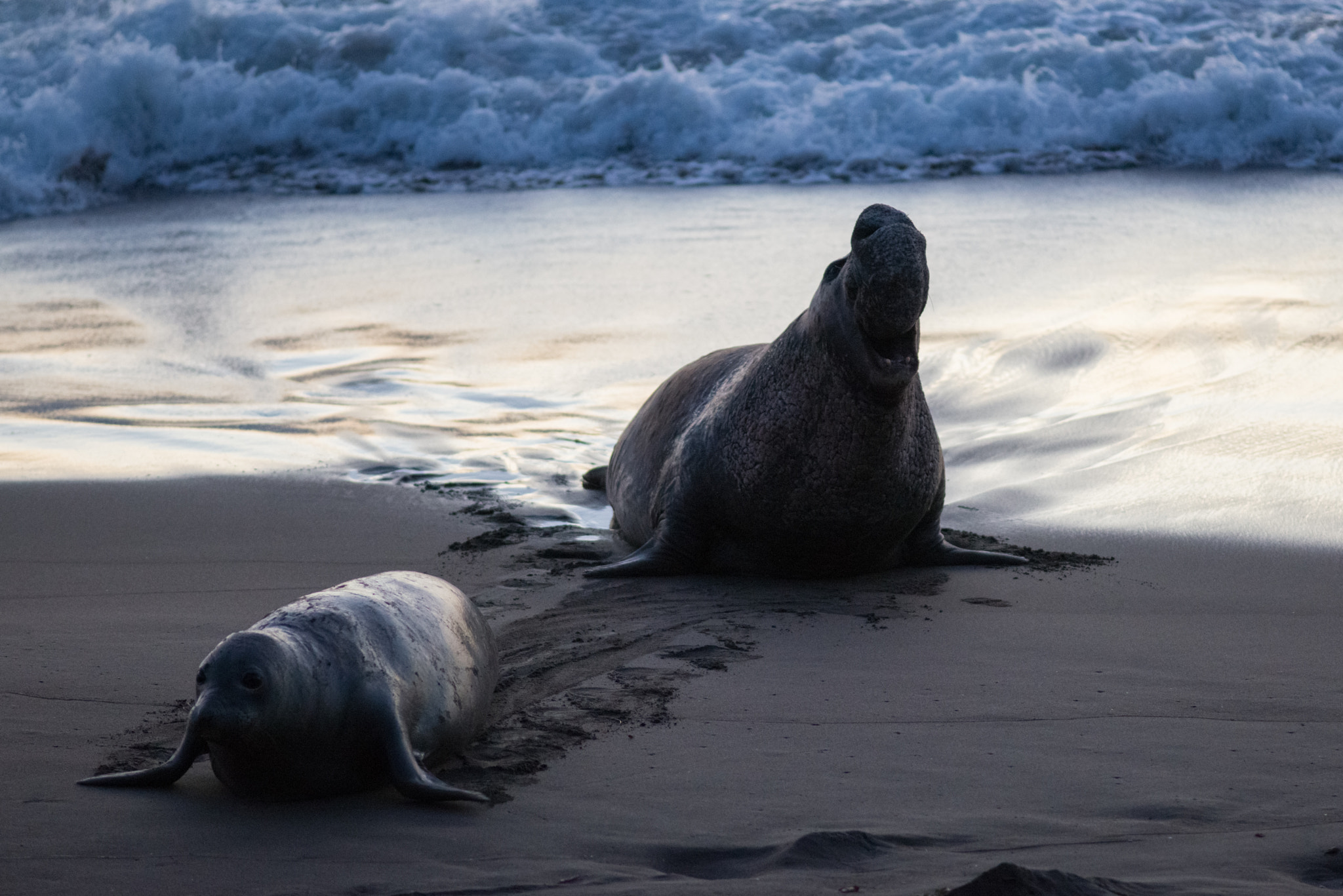 Nikon D800E + Nikon AF Nikkor 180mm F2.8D ED-IF sample photo. Elephant seal photography