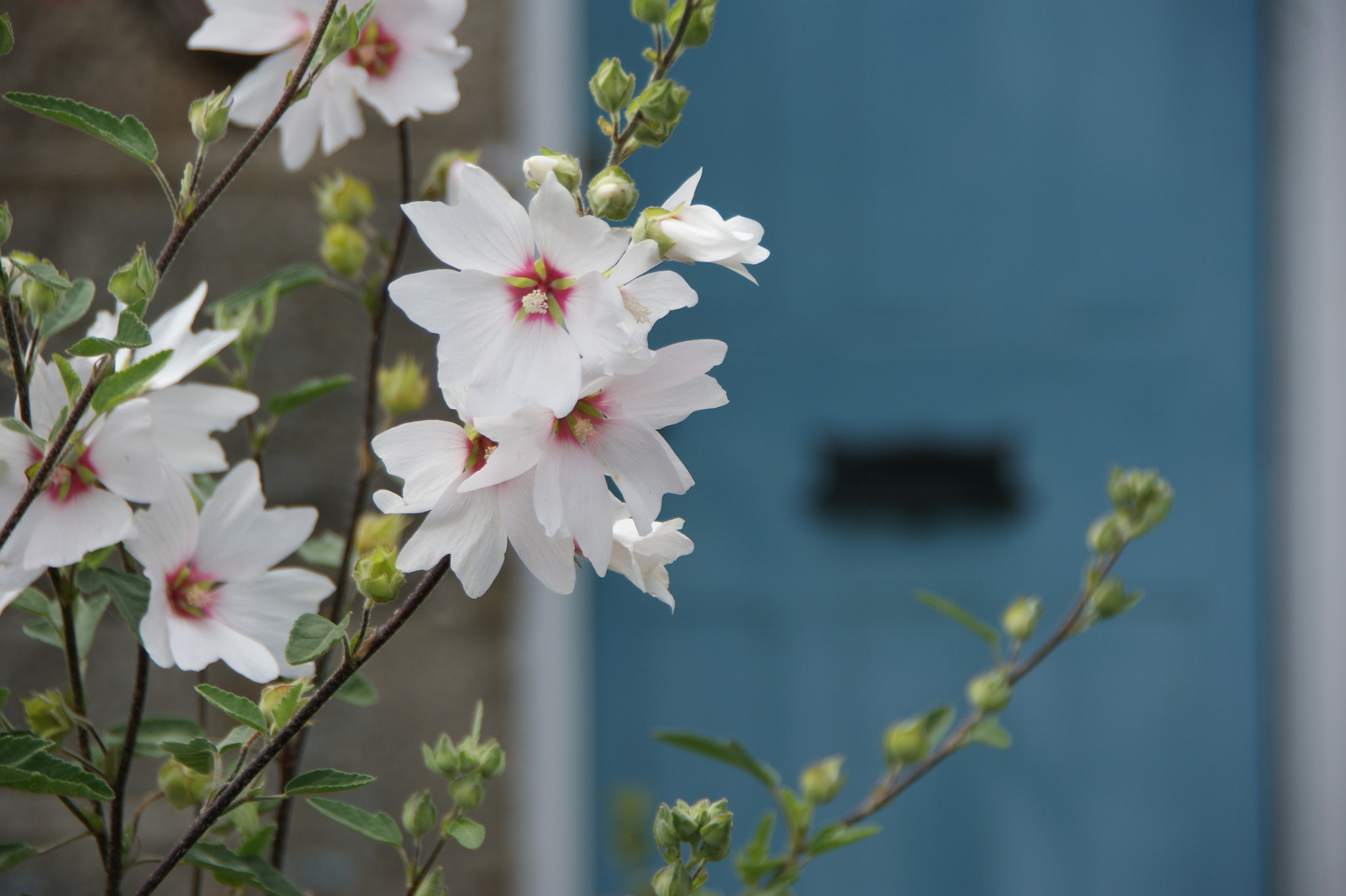 Sony Alpha DSLR-A350 sample photo. The blue door, mousehole, cornwall. photography