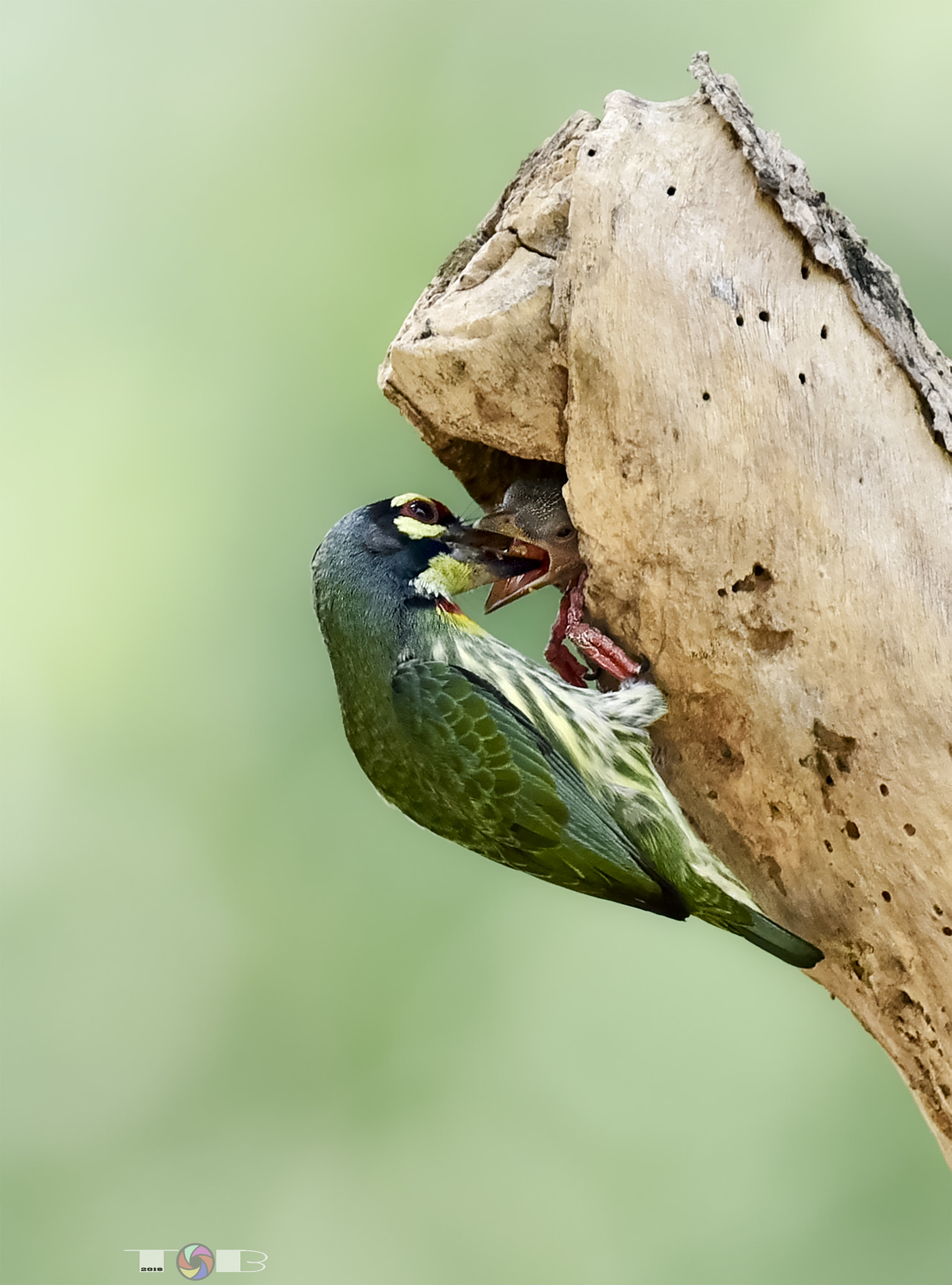 Nikon AF-S Nikkor 600mm F4D ED-IF II sample photo