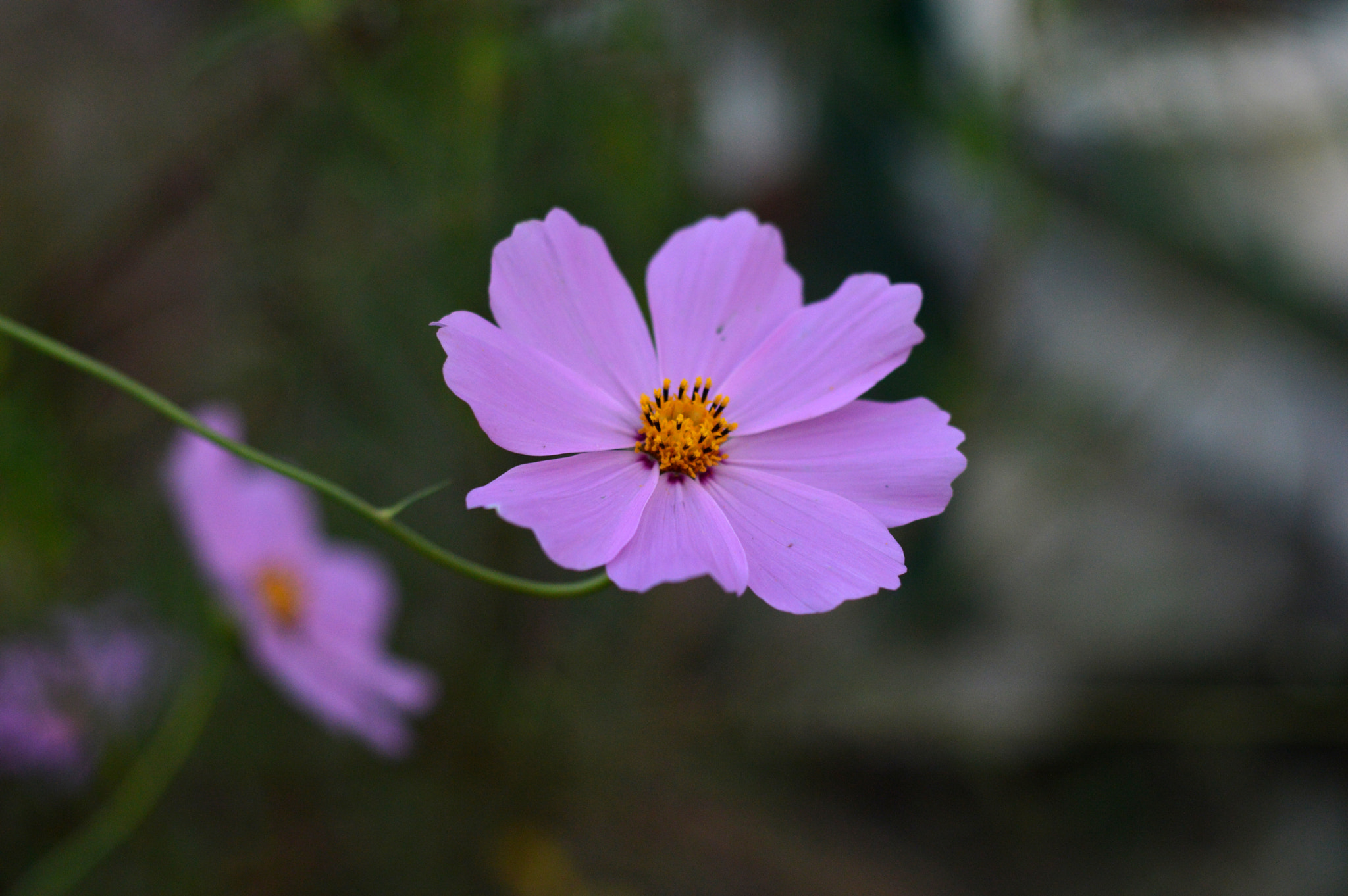 AF Zoom-Nikkor 35-135mm f/3.5-4.5 N sample photo. Cosmos flowers photography