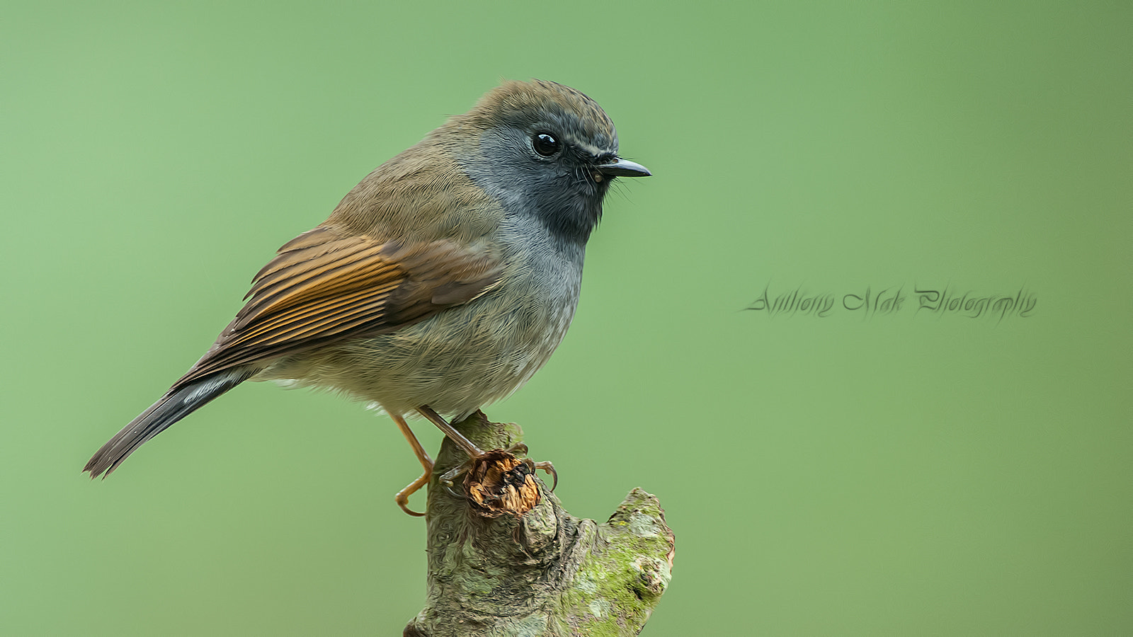 Nikon AF-S Nikkor 600mm F4D ED-IF II sample photo. Perched bird photography