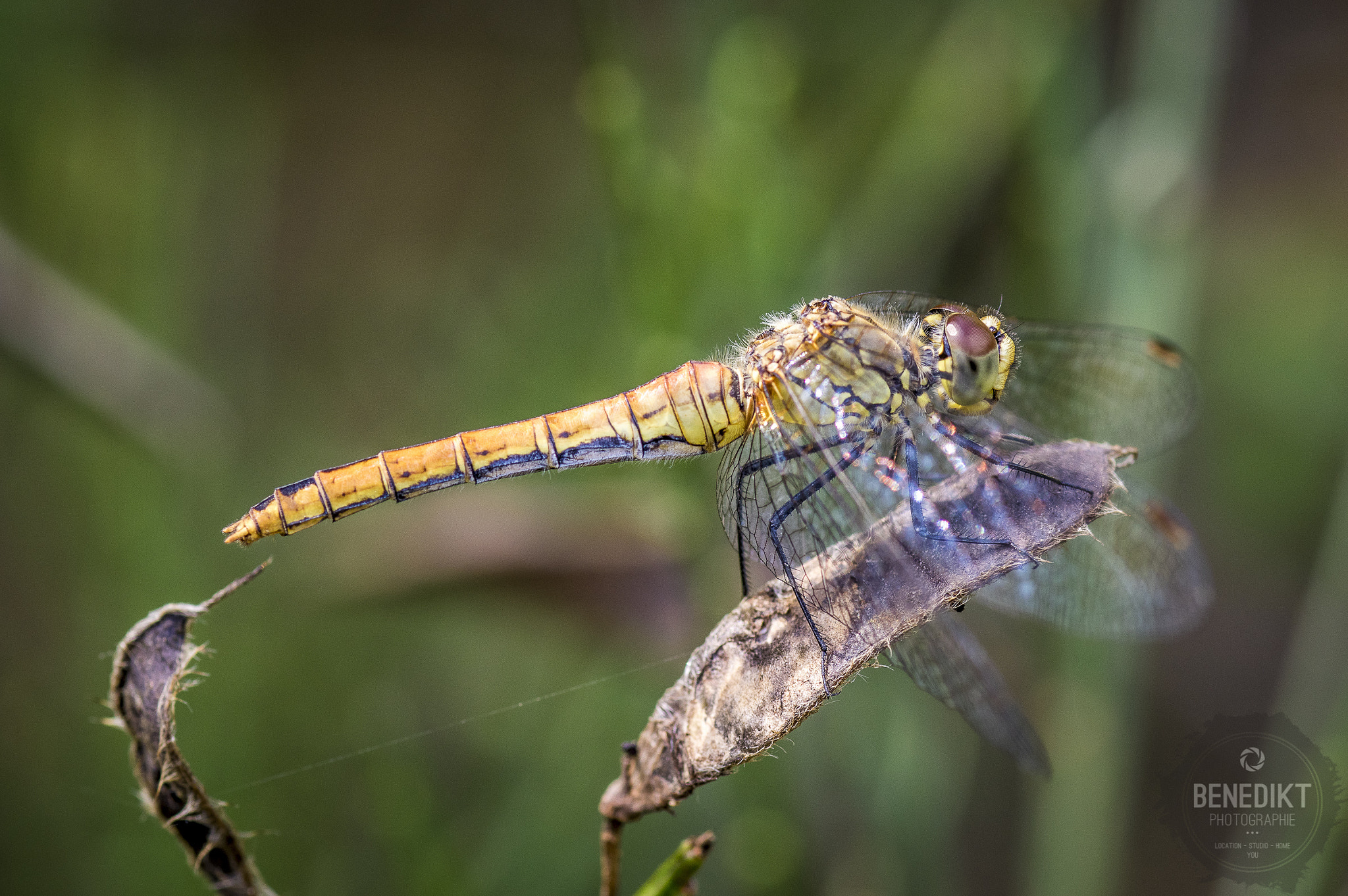 Pentax K-3 + smc PENTAX-FA Macro 100mm F2.8 sample photo. Dragonfly photography