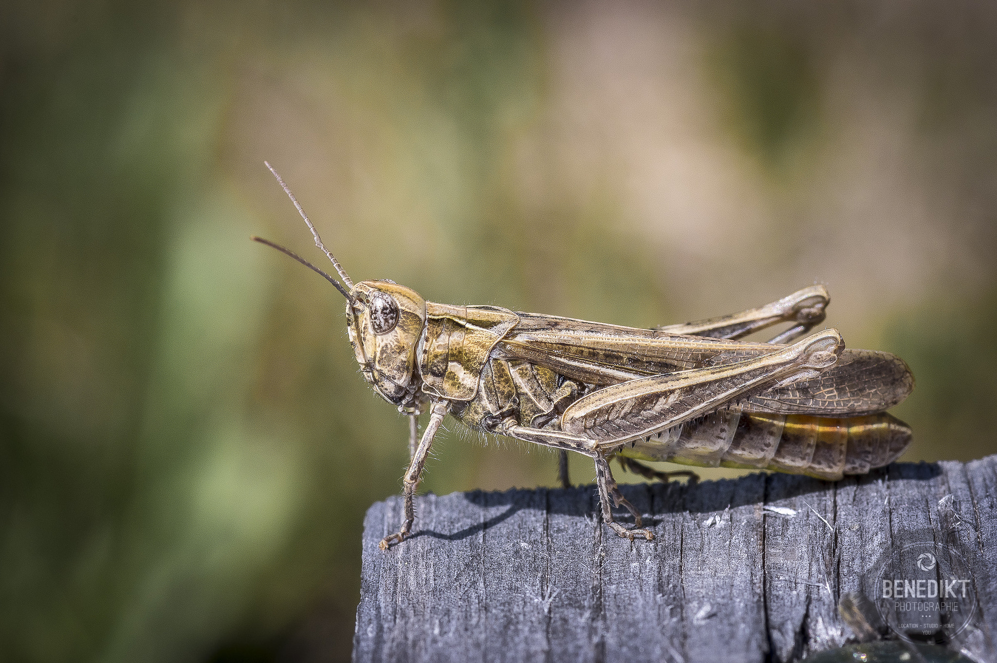 Pentax K-3 + smc PENTAX-FA Macro 100mm F2.8 sample photo. Grasshopper photography