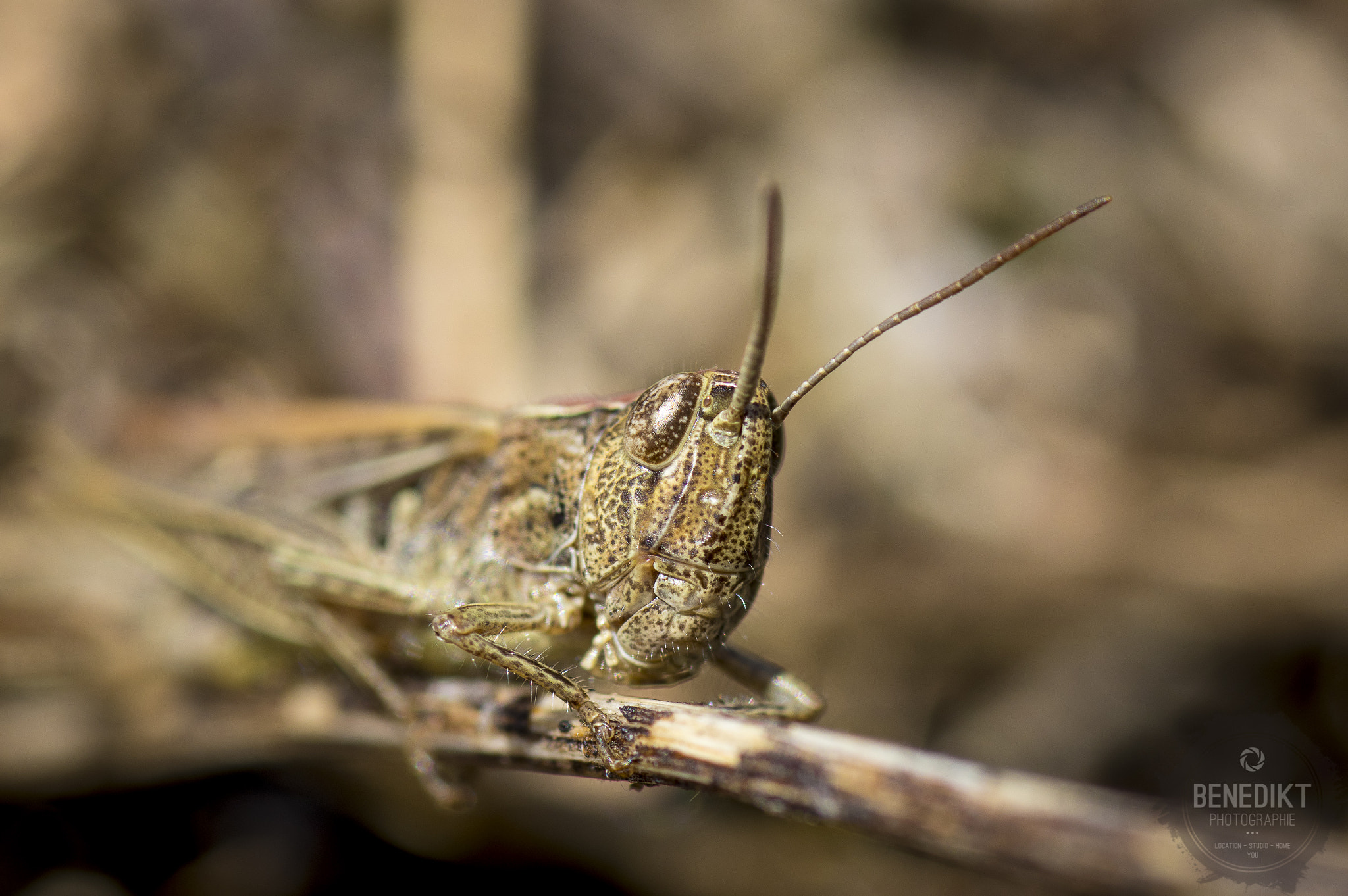 Pentax K-3 + smc PENTAX-FA Macro 100mm F2.8 sample photo. Grasshopper photography