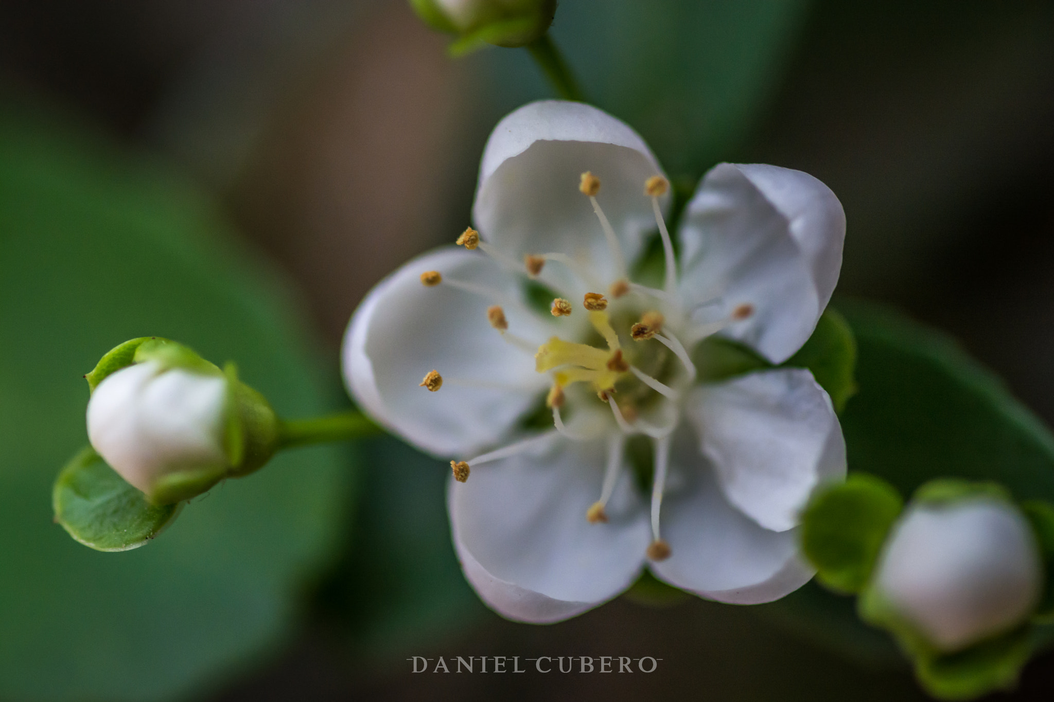 Tamron SP AF 90mm F2.8 Di Macro sample photo. Gift photography