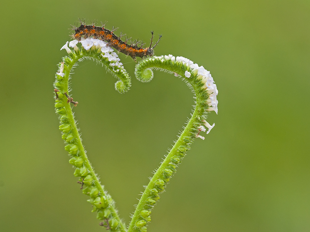Sigma 150mm F2.8 EX DG Macro HSM sample photo. Love bridge photography