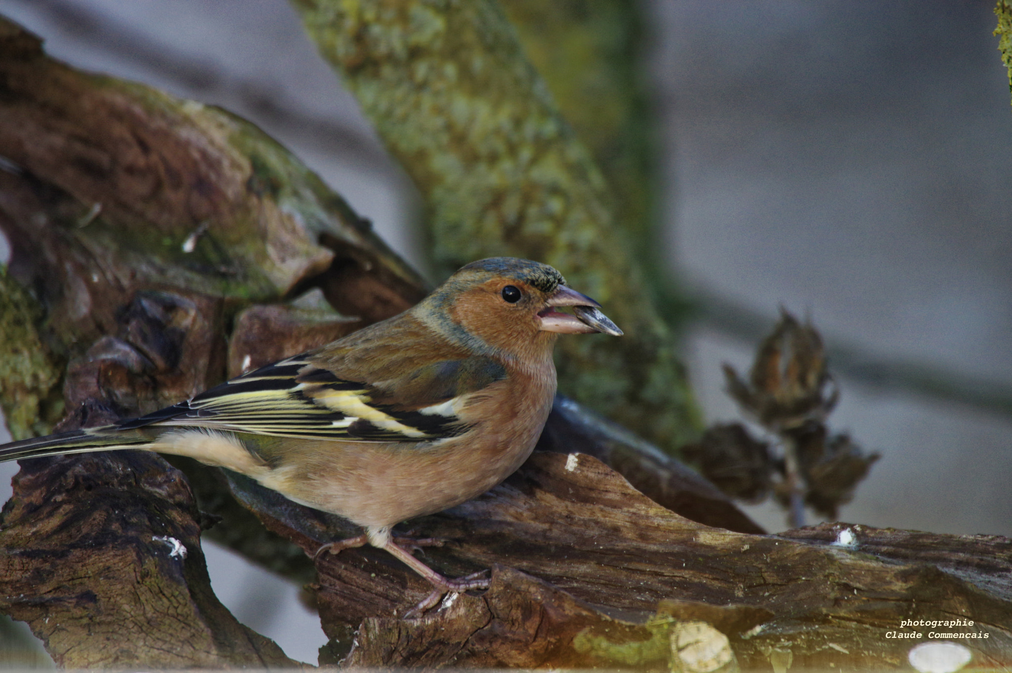 Sigma 50-500mm F4.5-6.3 DG OS HSM sample photo. Pinson des arbres photography