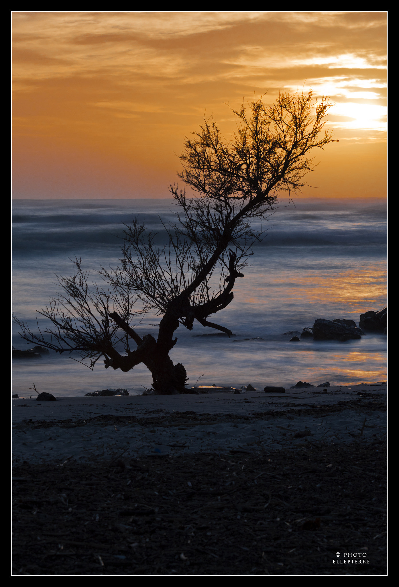 Canon EOS 500D (EOS Rebel T1i / EOS Kiss X3) + Canon EF 70-200mm F4L USM sample photo. Sunset tree photography