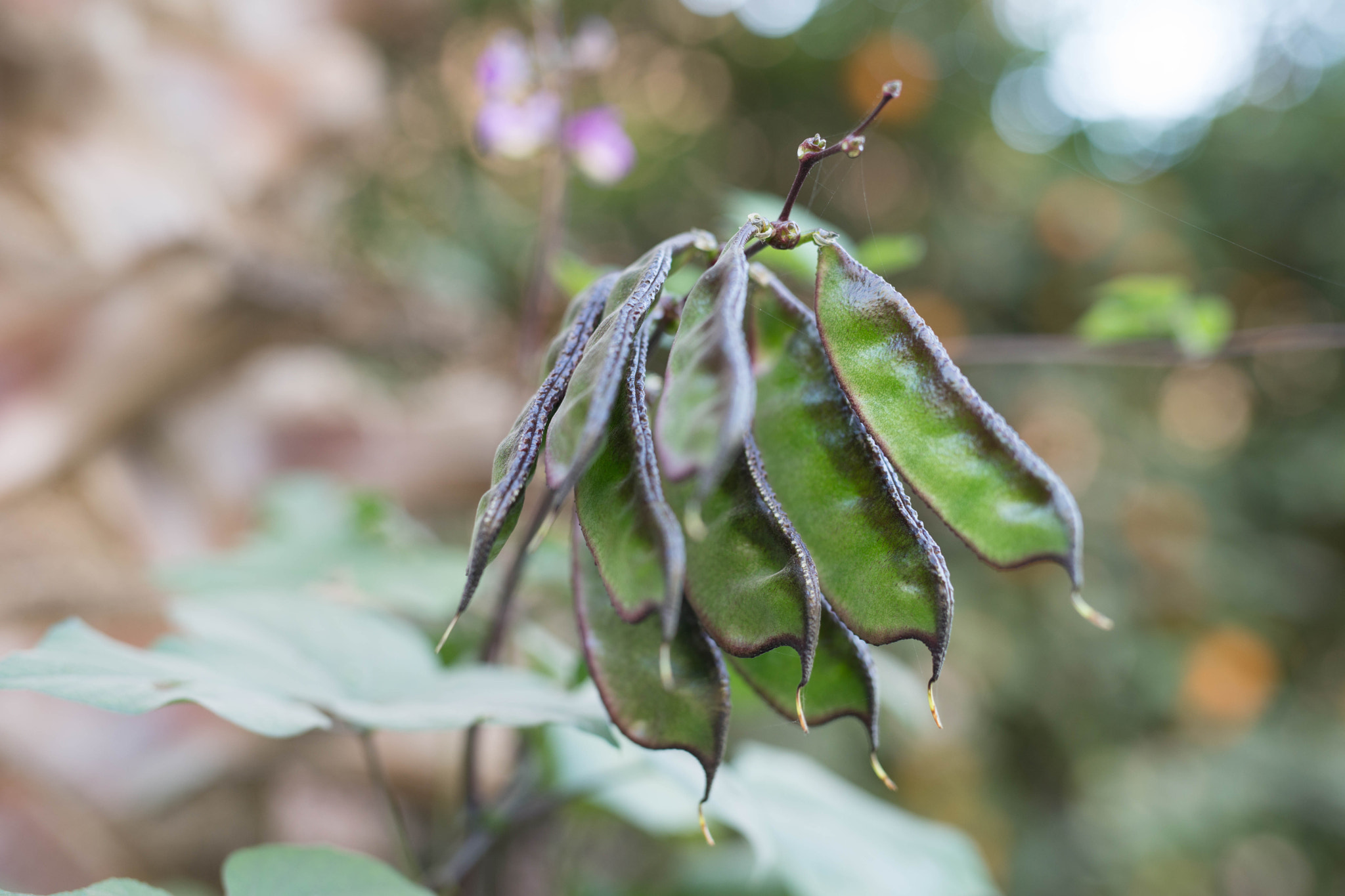 Sony a99 II + Sigma 50mm F1.4 EX DG HSM sample photo. Treebean photography