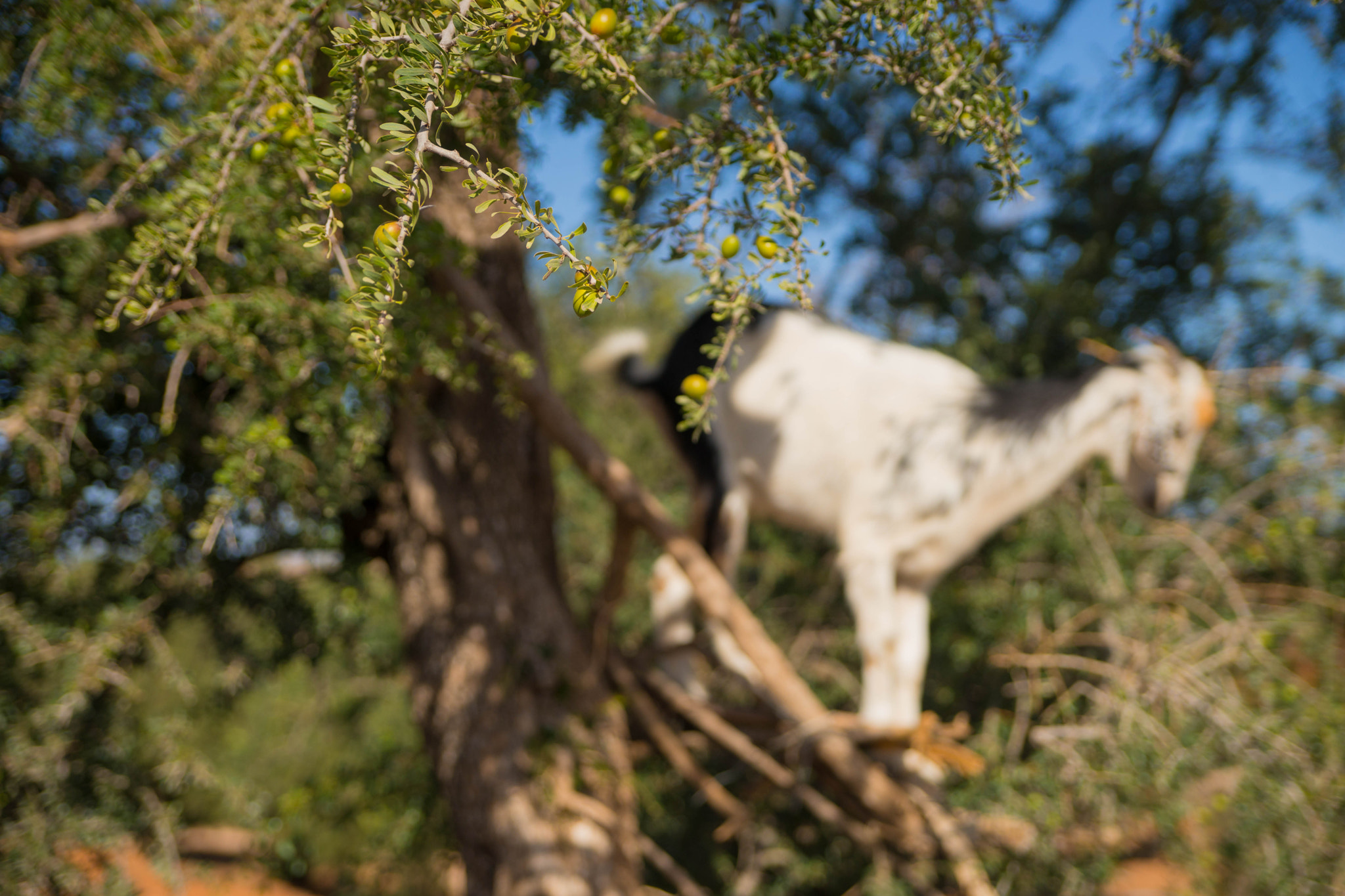 Sony SLT-A99V sample photo. Argan photography
