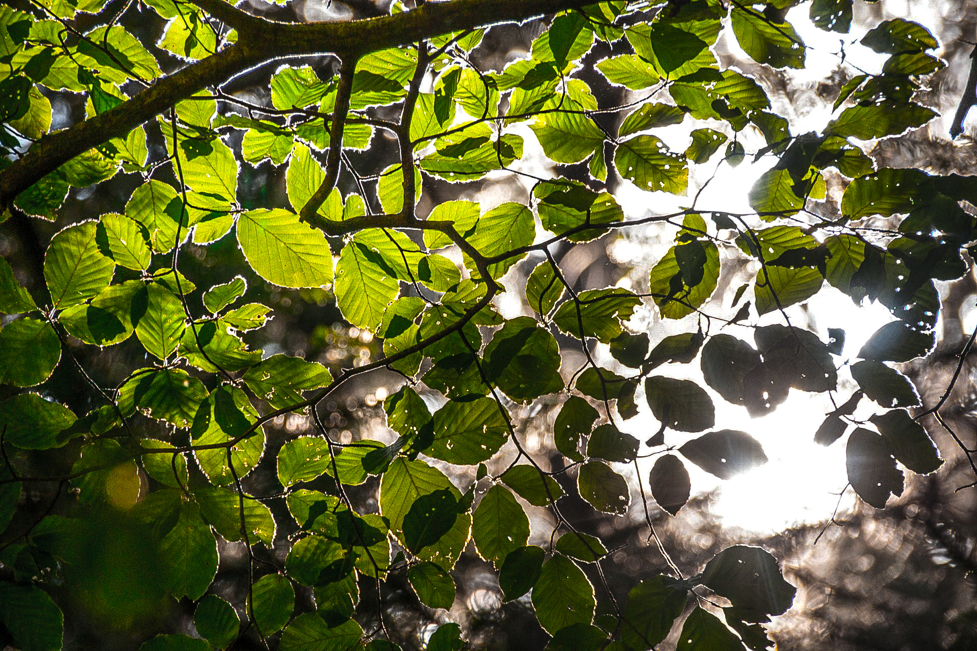 Sony Alpha DSLR-A700 sample photo. Under the a700 spell photography