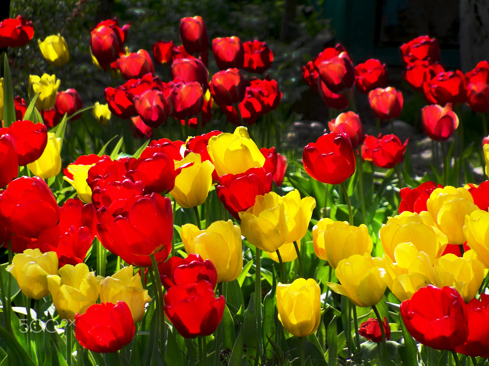 Kodak EASYSHARE Z950 DIGITAL CAMERA sample photo. Tulips sea photography