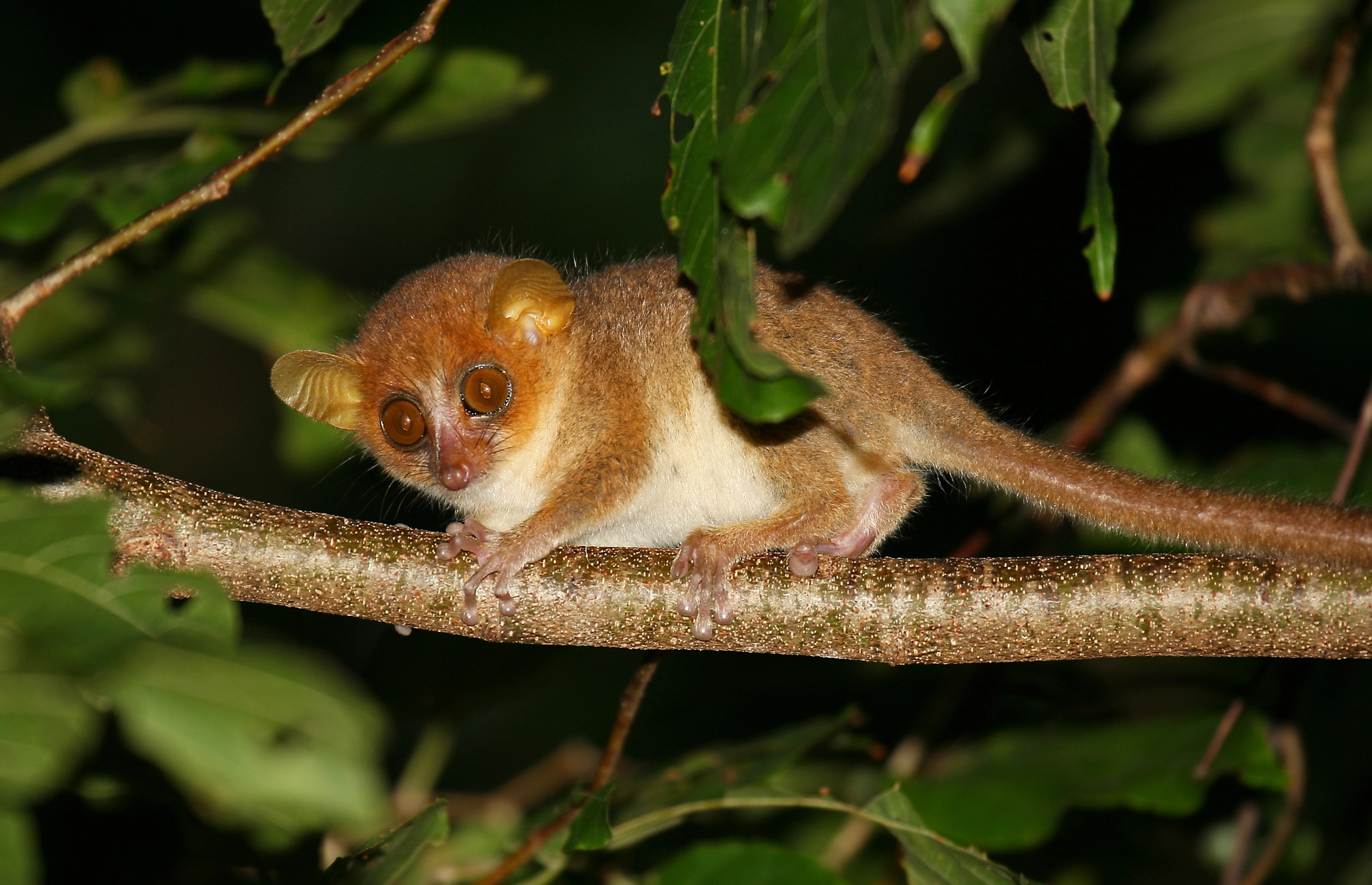 Brown Mouse Lemur