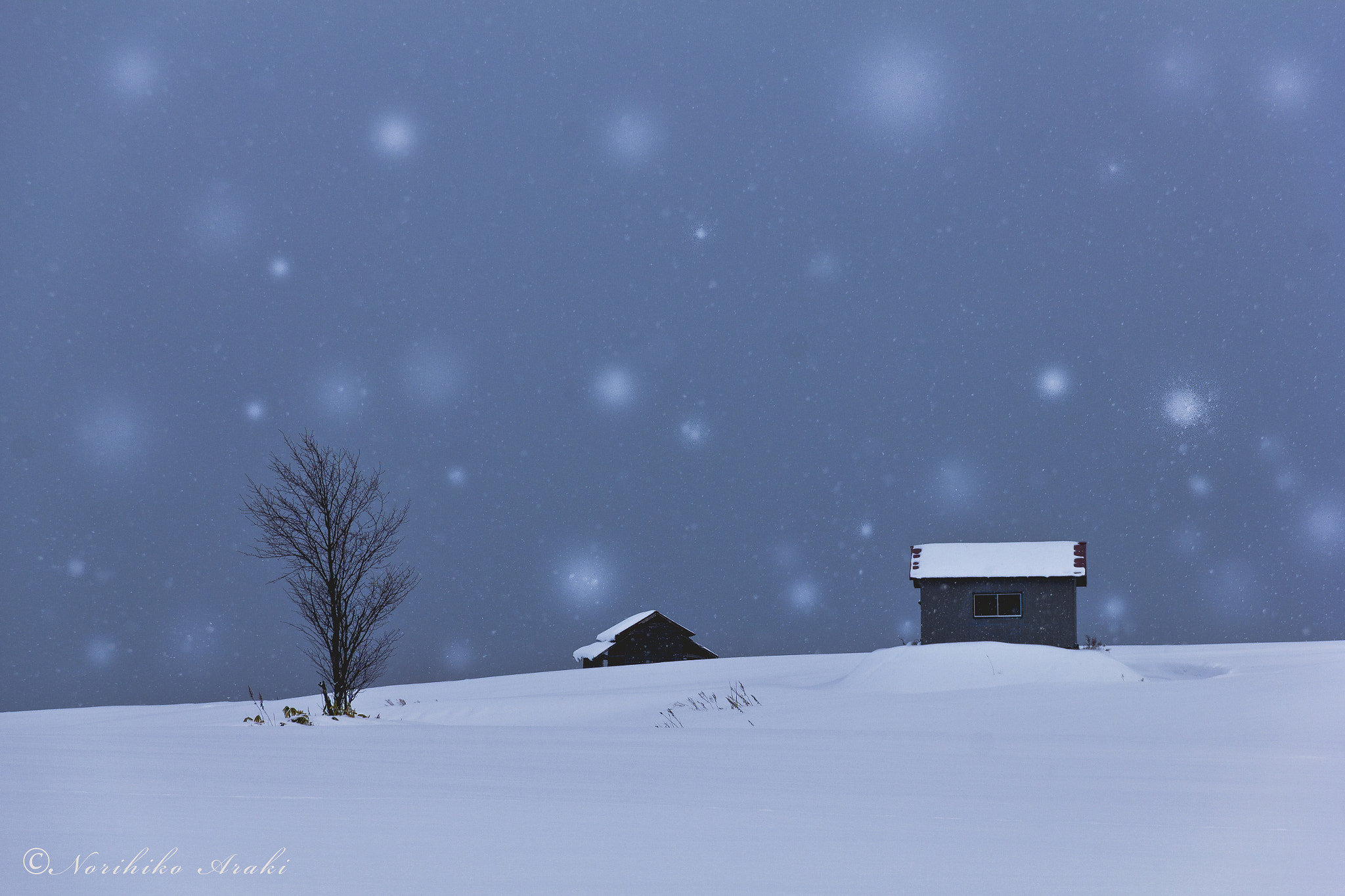 Canon EOS 550D (EOS Rebel T2i / EOS Kiss X4) sample photo. Fantastic snow photography