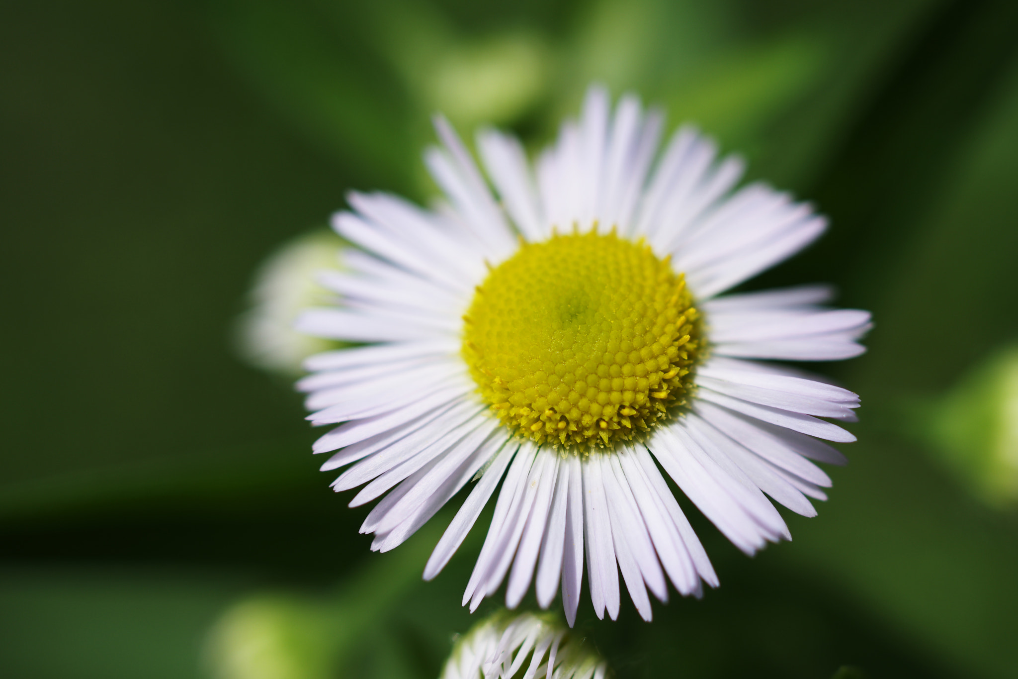 Pentax K-5 + HD Pentax DA 35mm F2.8 Macro Limited sample photo. Chrysanth photography