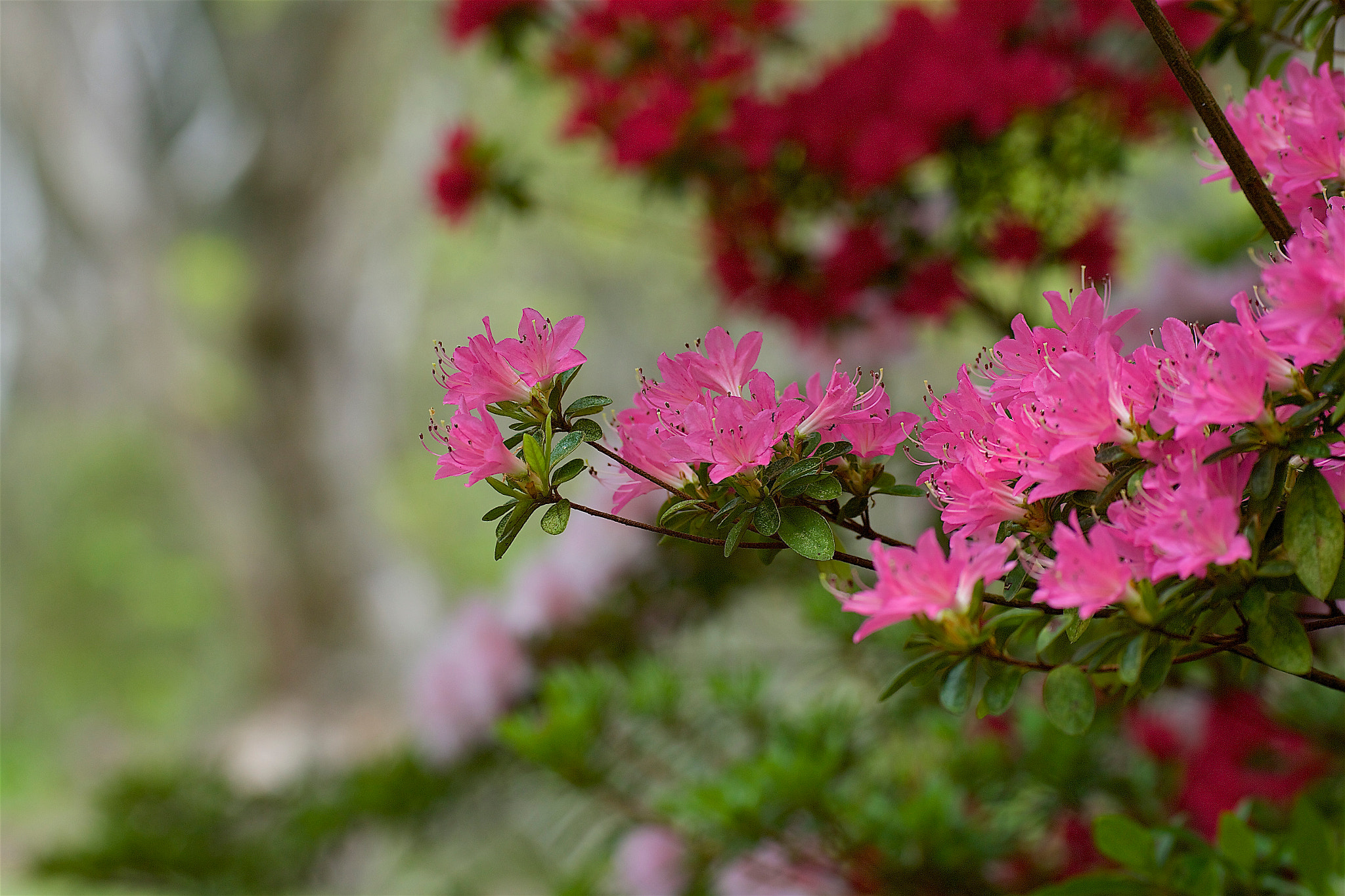 Sigma 120-300mm F2.8 EX DG HSM sample photo. Am9e0365.jpg photography
