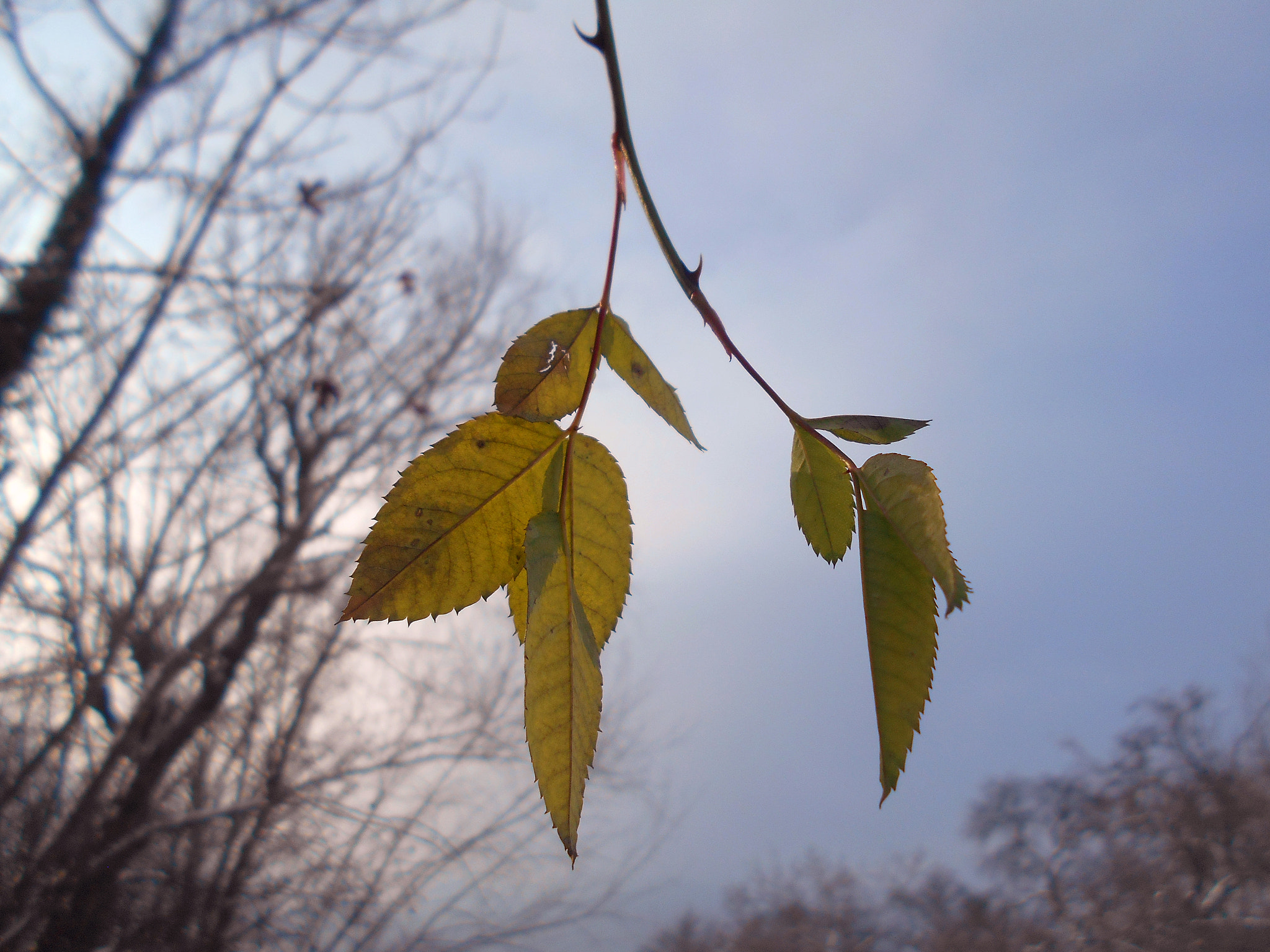 Nikon COOLPIX L30 sample photo. Drop of green photography