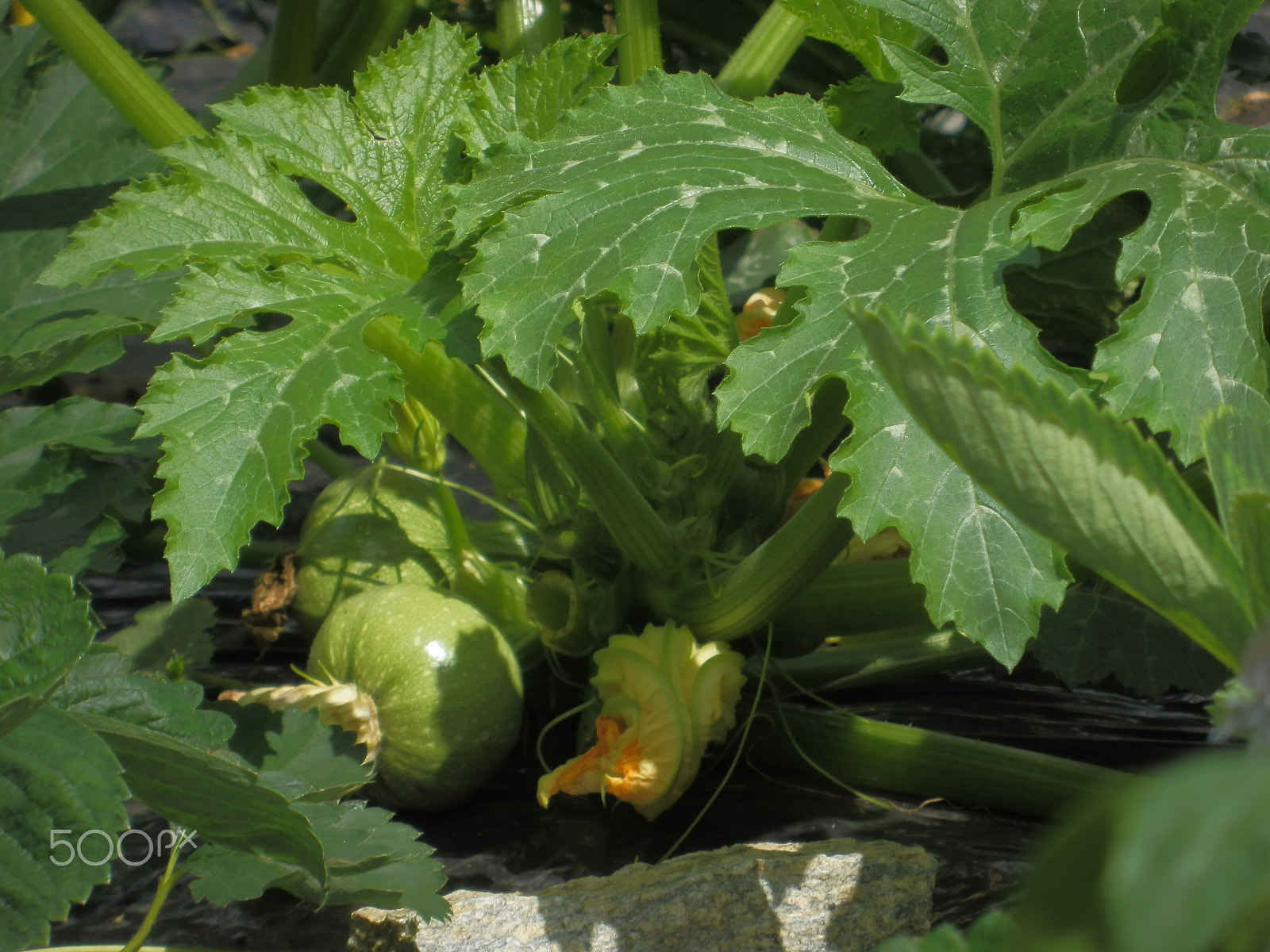 Olympus SZ-20 sample photo. Zucchini2 photography