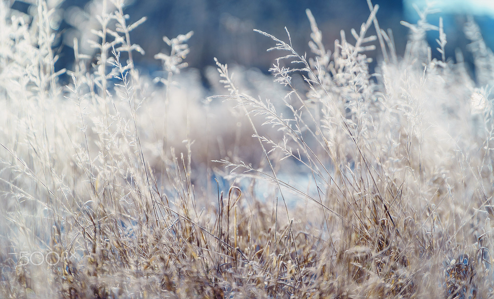 Sony FE PZ 28-135mm F4 G OSS sample photo. Frozen photography