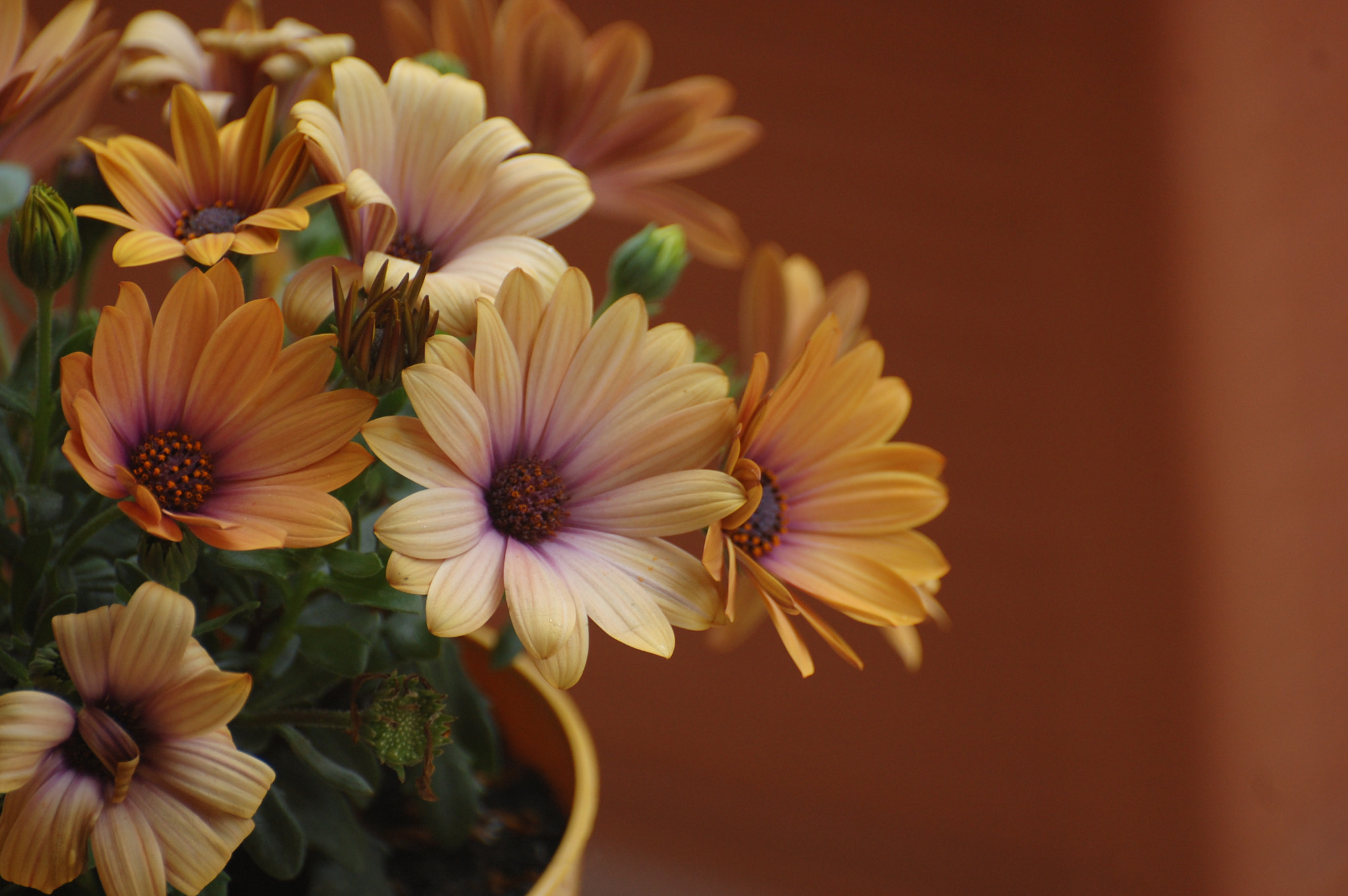 Nikon D40 sample photo. Orange power photography
