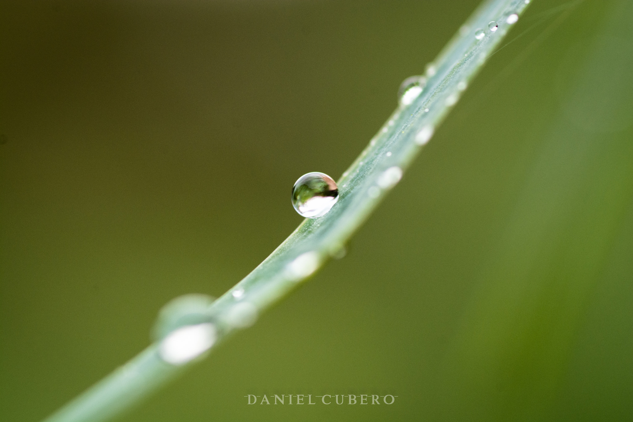 Tamron SP AF 90mm F2.8 Di Macro sample photo. Morning dew photography