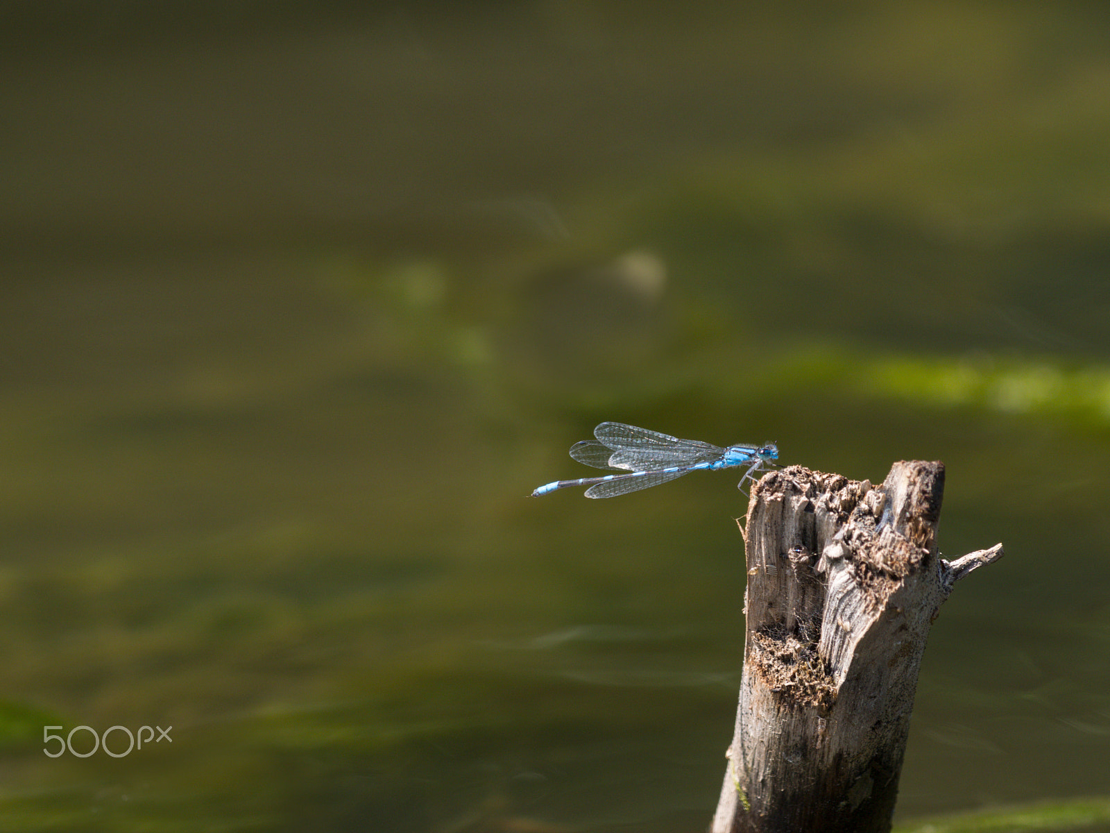 Olympus PEN E-PL5 sample photo. Blue dragonfly waiting for mating photography
