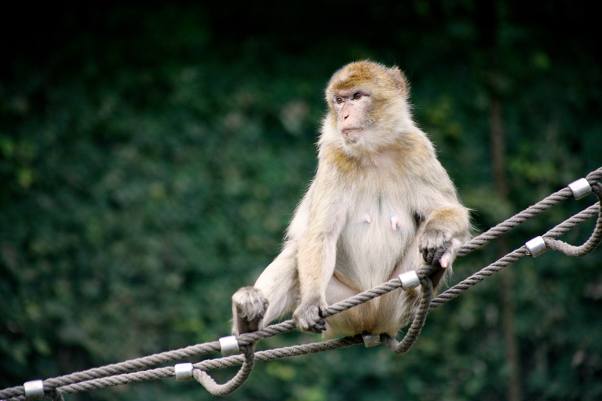 Canon EOS 5D + EF75-300mm f/4-5.6 sample photo. Apes photography