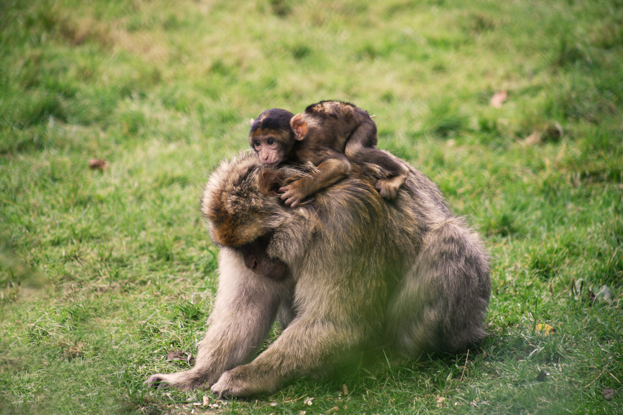 Canon EOS 5D + EF75-300mm f/4-5.6 sample photo. Apes photography