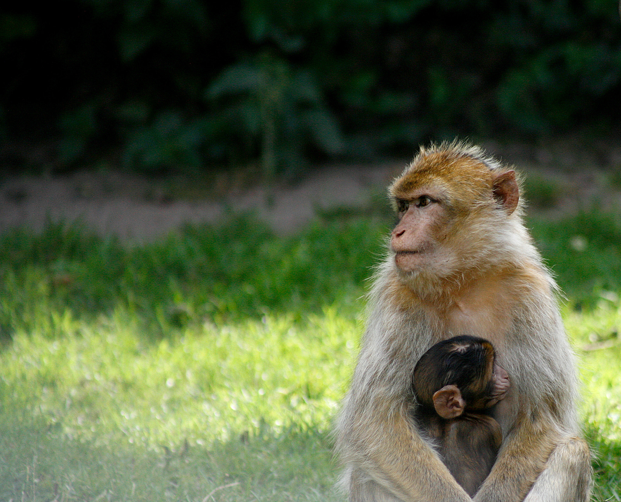 Canon EOS 5D + EF75-300mm f/4-5.6 sample photo. Apes photography