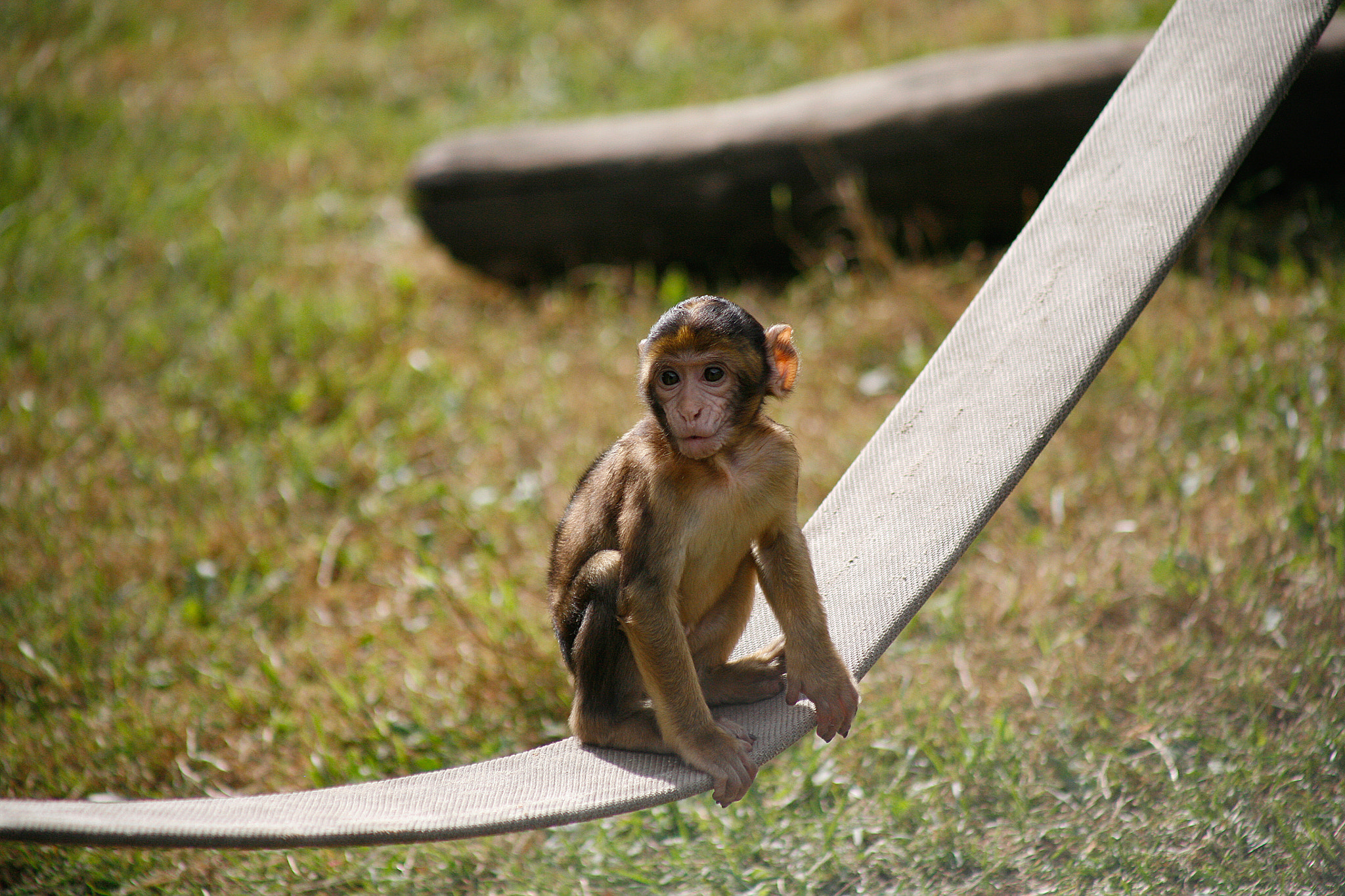 Canon EOS 5D + EF75-300mm f/4-5.6 sample photo. Apes photography