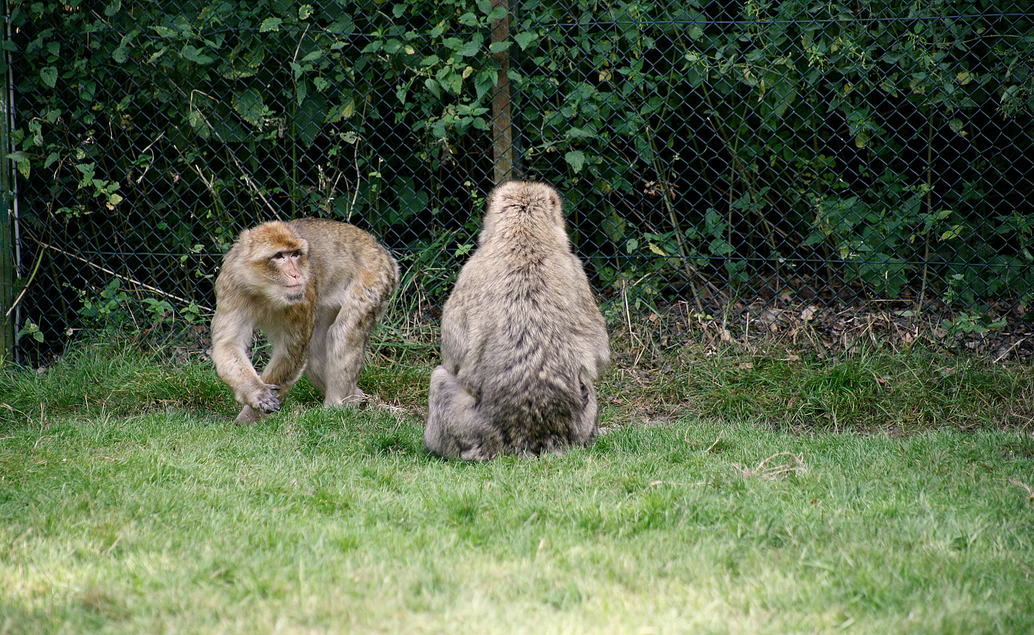 Canon EOS 5D + EF75-300mm f/4-5.6 sample photo. Apes photography