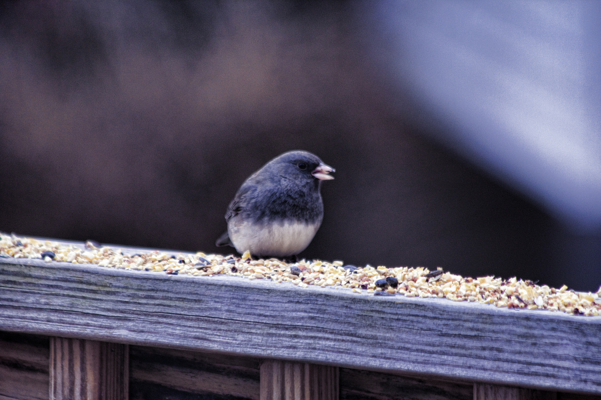 Canon EF 70-300mm F4-5.6 IS USM sample photo. Bird on rail photography