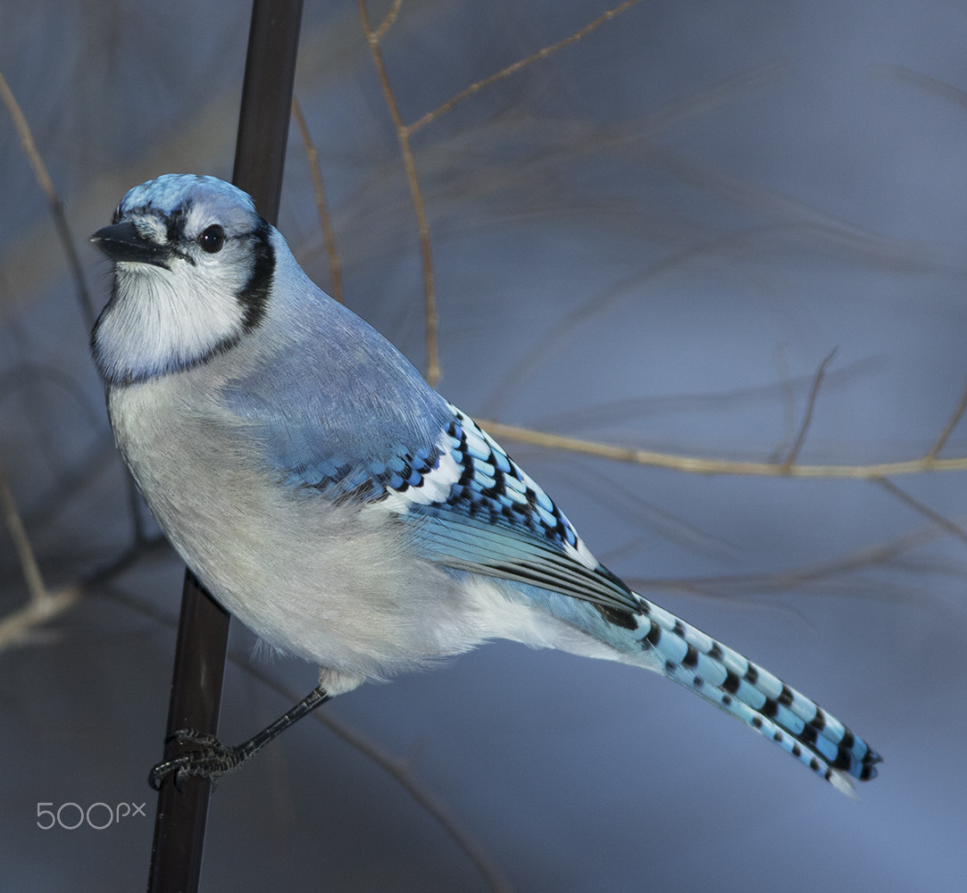 Canon EOS 750D (EOS Rebel T6i / EOS Kiss X8i) + Tamron SP AF 70-200mm F2.8 Di LD (IF) MACRO sample photo. Bluejay photography