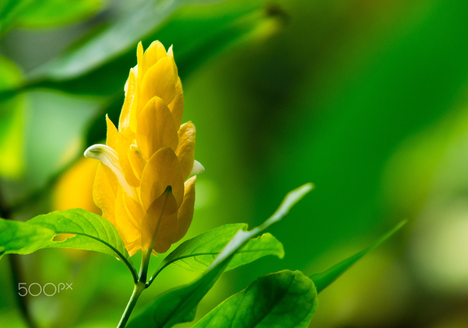 Pentax K-5 + smc PENTAX-F 35-105mm F4-5.6 sample photo. Pachystachys lutea in odawara, japan. photography