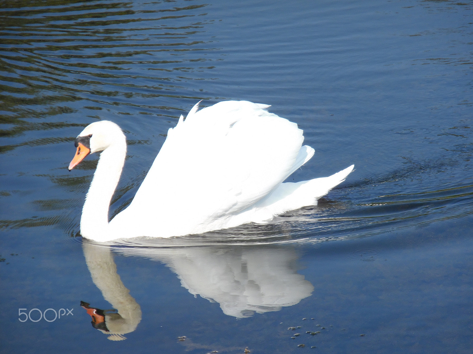 Samsung WB35F/WB36F/WB37F sample photo. Swan in kopački rit photography