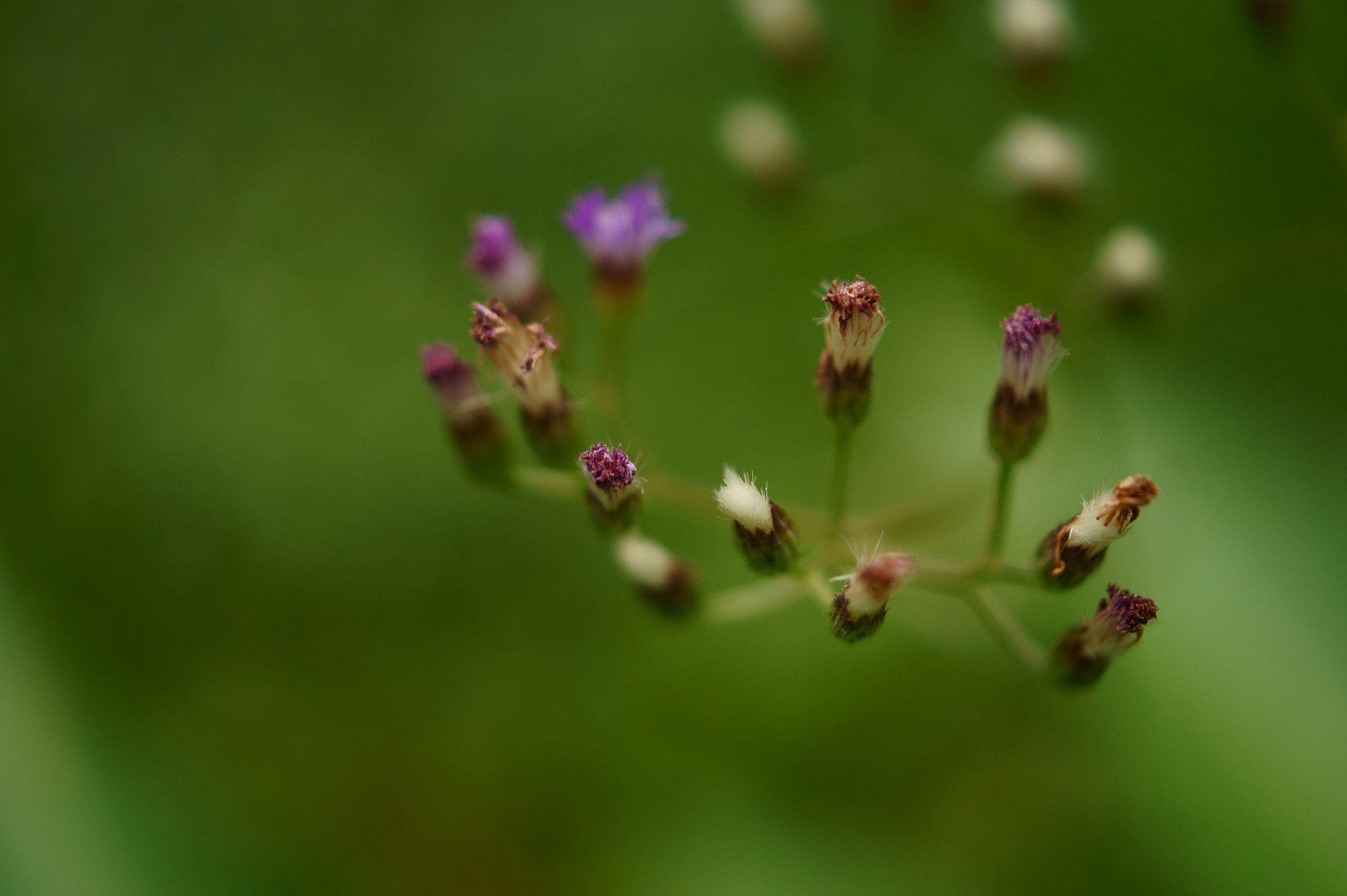 Sony SLT-A58 + Sony DT 30mm F2.8 Macro SAM sample photo. Little things photography
