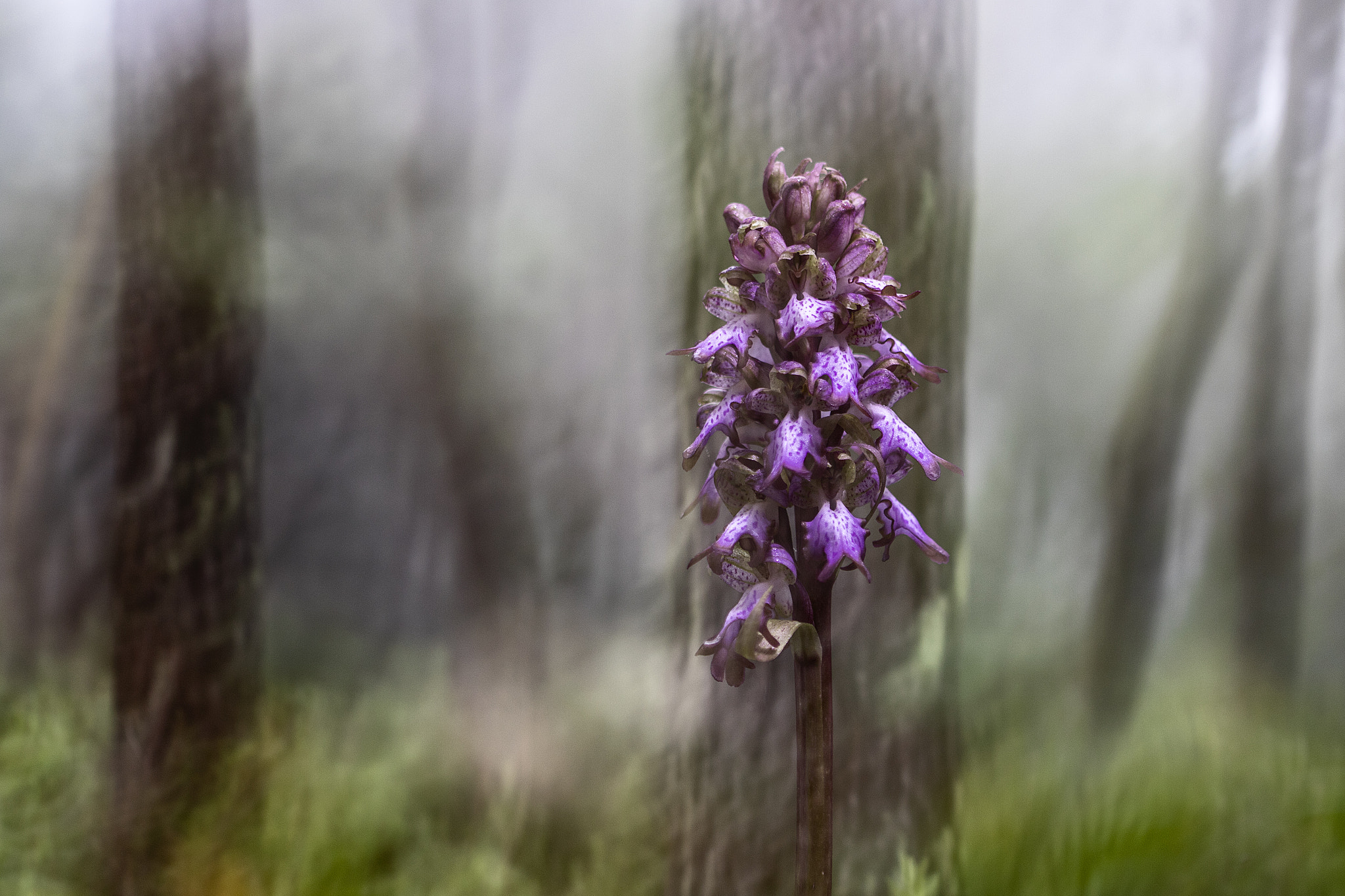 Canon EF 100mm F2.8 Macro USM sample photo. Deep in the forest photography
