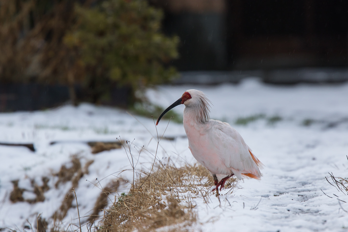 Canon EF 400mm F4.0 DO IS USM sample photo. She is lonely girl(japanese crested ibis) photography