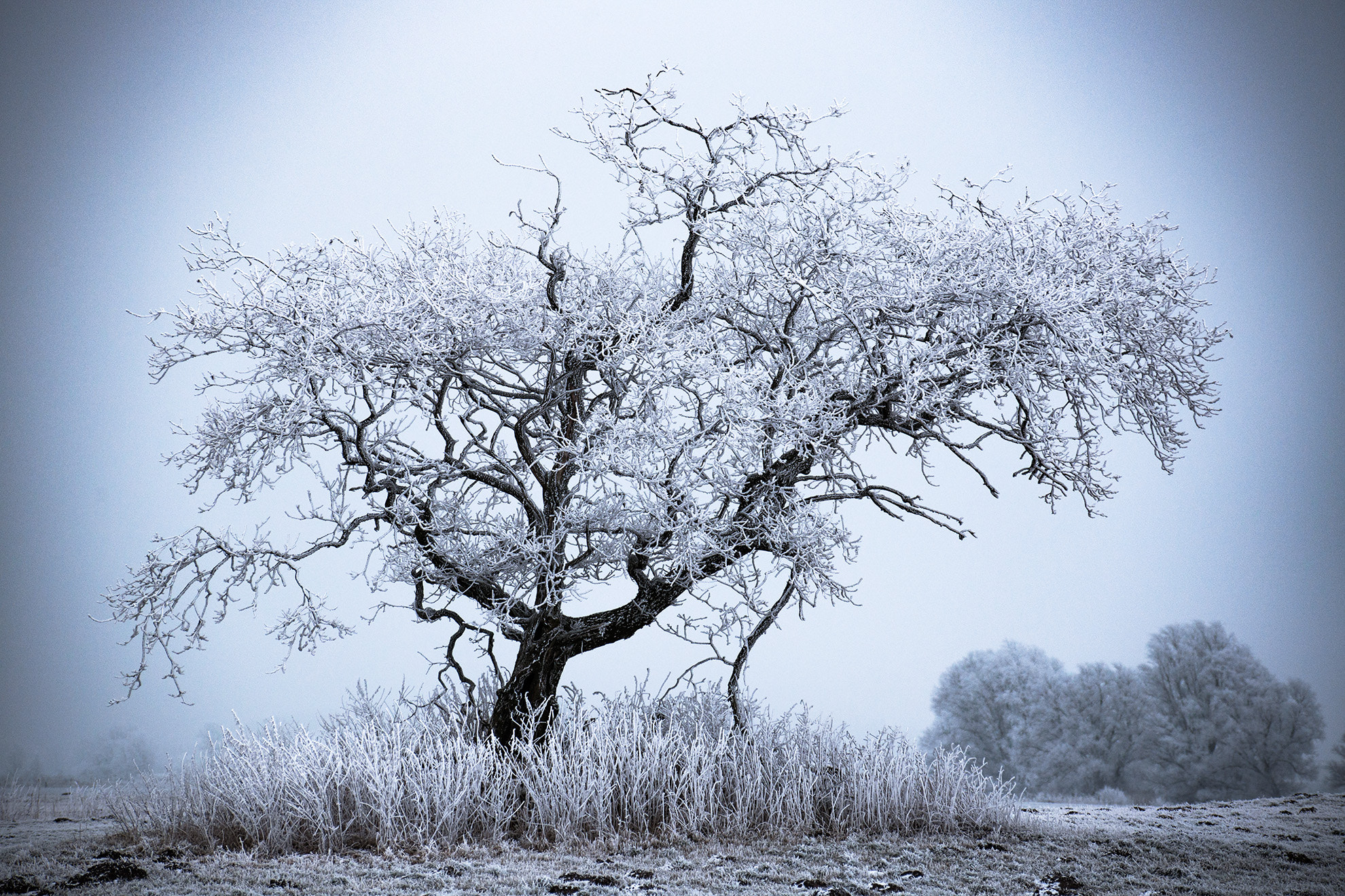 Sigma 70-300mm F4-5.6 APO DG Macro sample photo. Winter tree photography