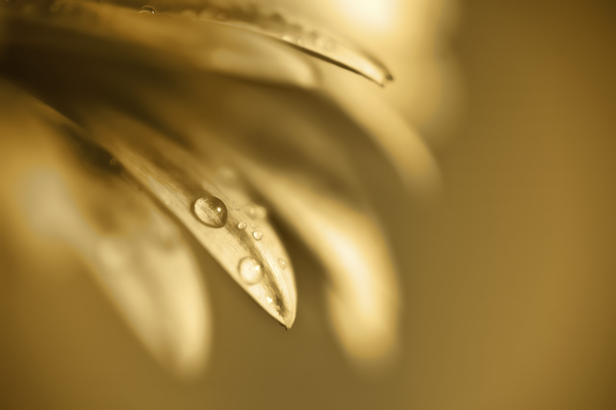 Nikon D700 + Sigma 105mm F2.8 EX DG Macro sample photo. Beautiful muted color gerbera daisy flower with shallow depth of photography