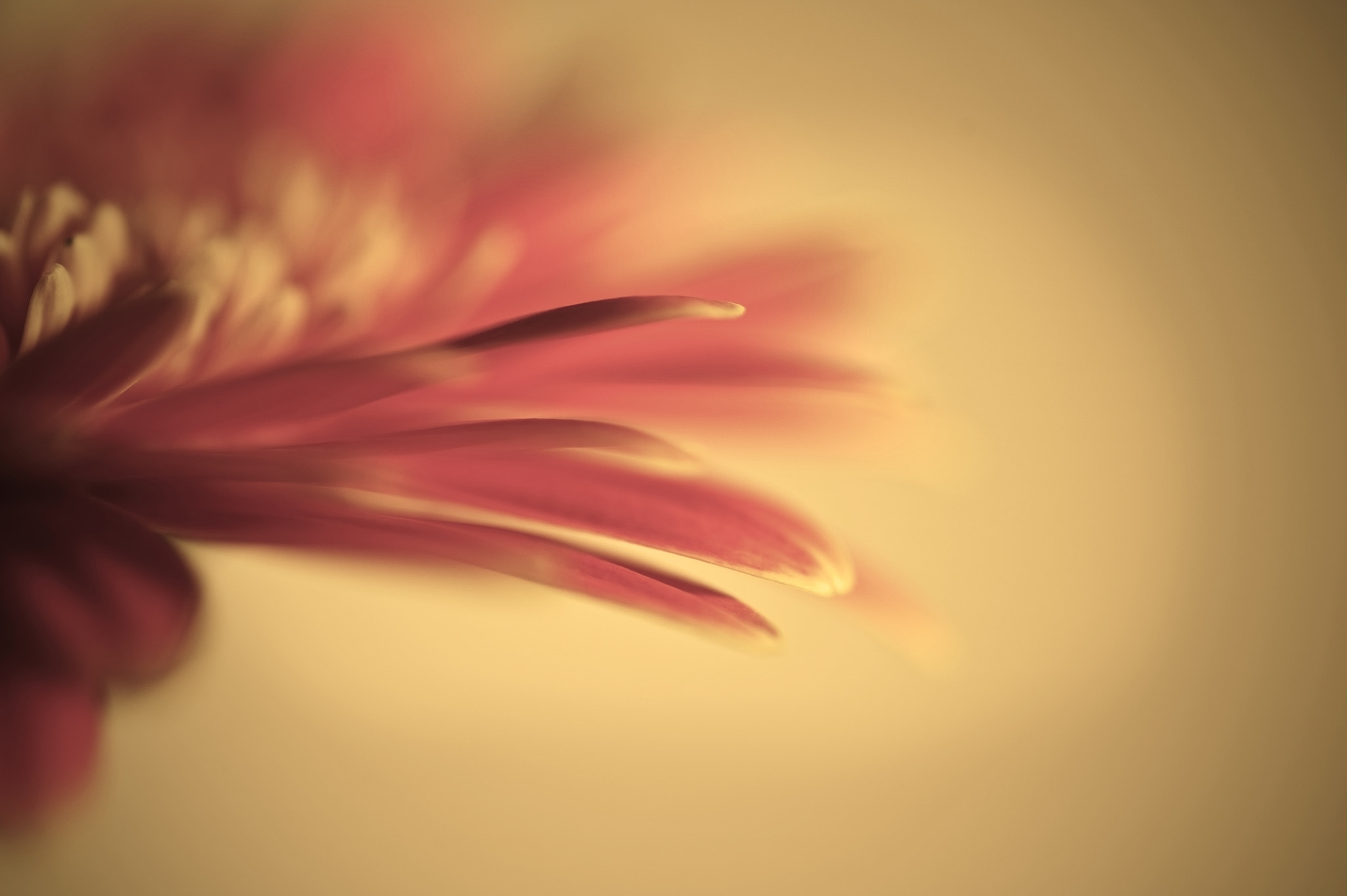 Nikon D700 + Sigma 105mm F2.8 EX DG Macro sample photo. Beautiful gerbera daisy flowermacro with shallow depth of field photography