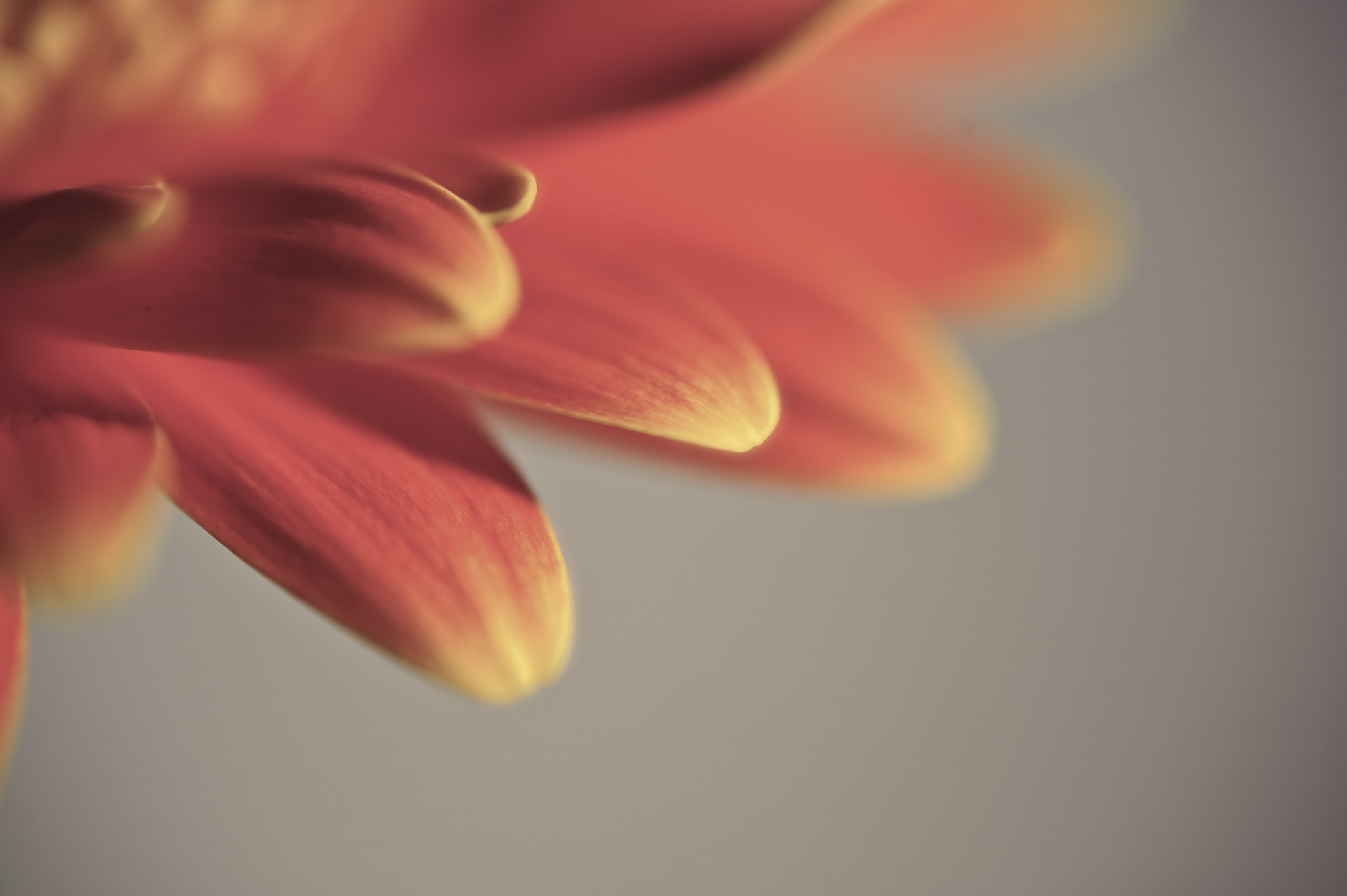 Nikon D700 + Sigma 105mm F2.8 EX DG Macro sample photo. Beautiful gerbera daisy flowermacro with shallow depth of field photography