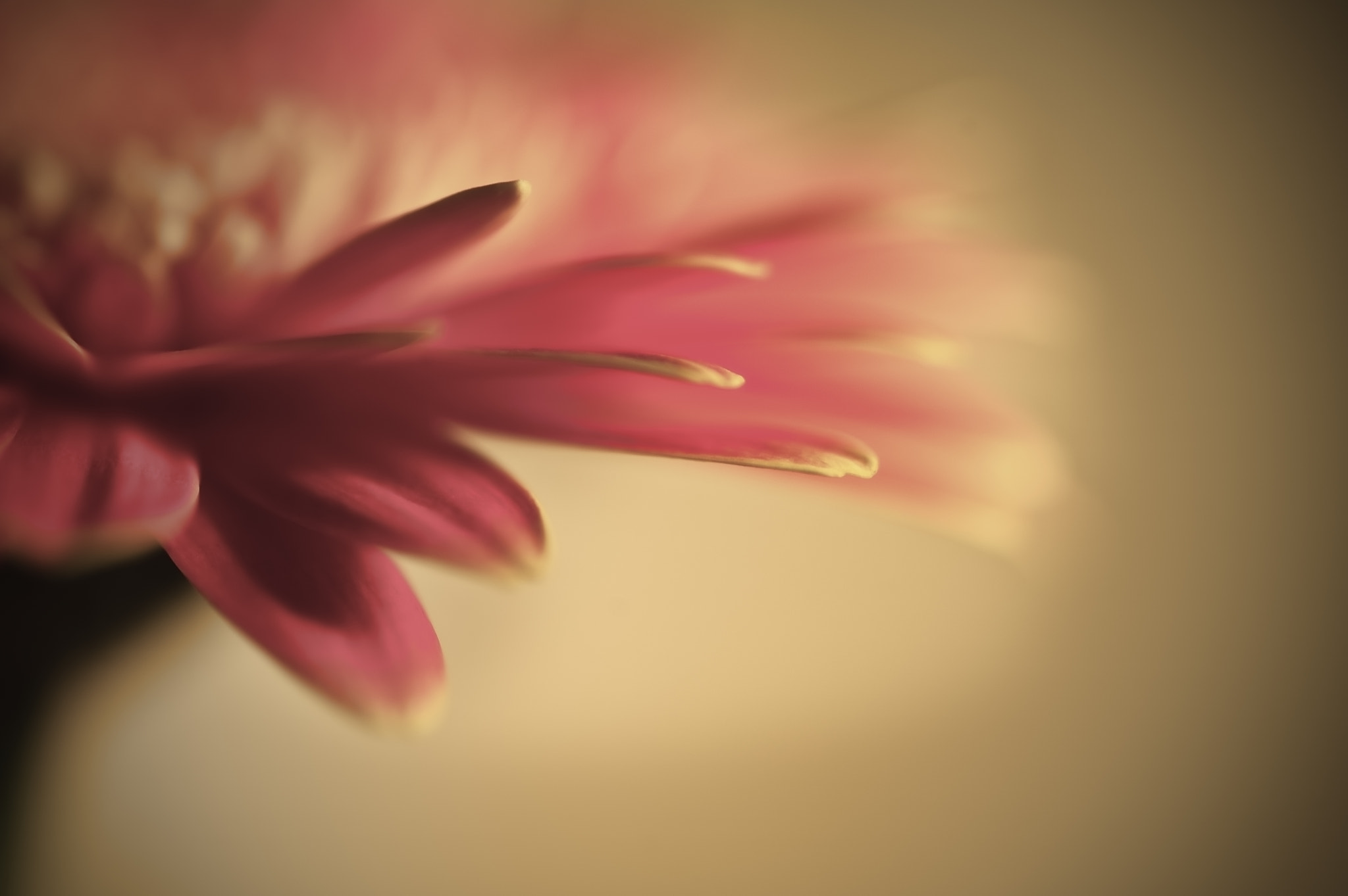 Nikon D700 + Sigma 105mm F2.8 EX DG Macro sample photo. Beautiful gerbera daisy flowermacro with shallow depth of field photography