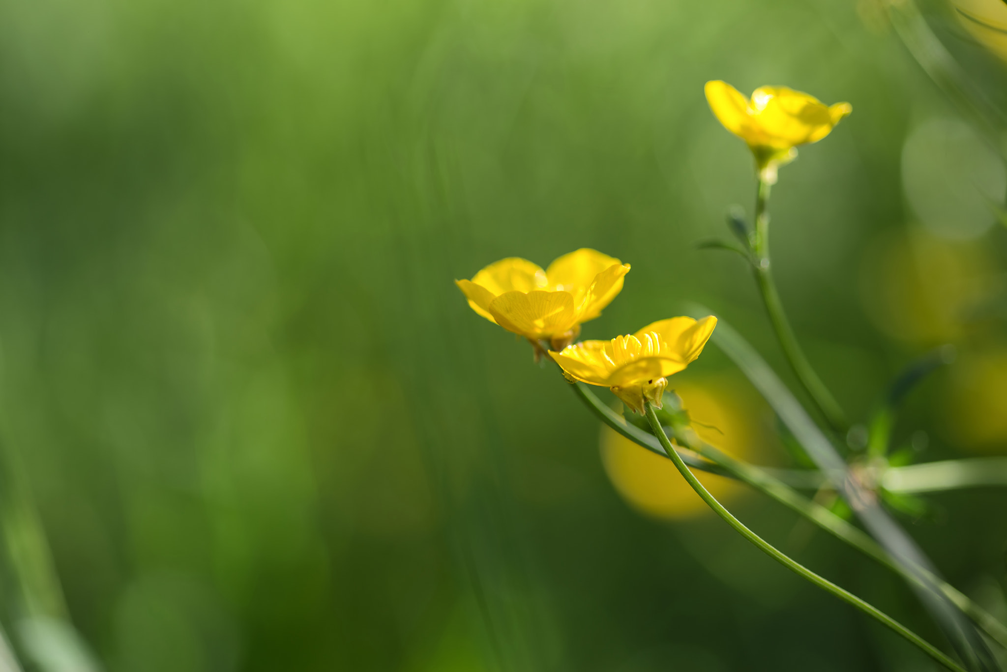 Nikon D600 + Sigma 105mm F2.8 EX DG Macro sample photo. Close up image of vibrant buttercups in wildflower meadow landsc photography