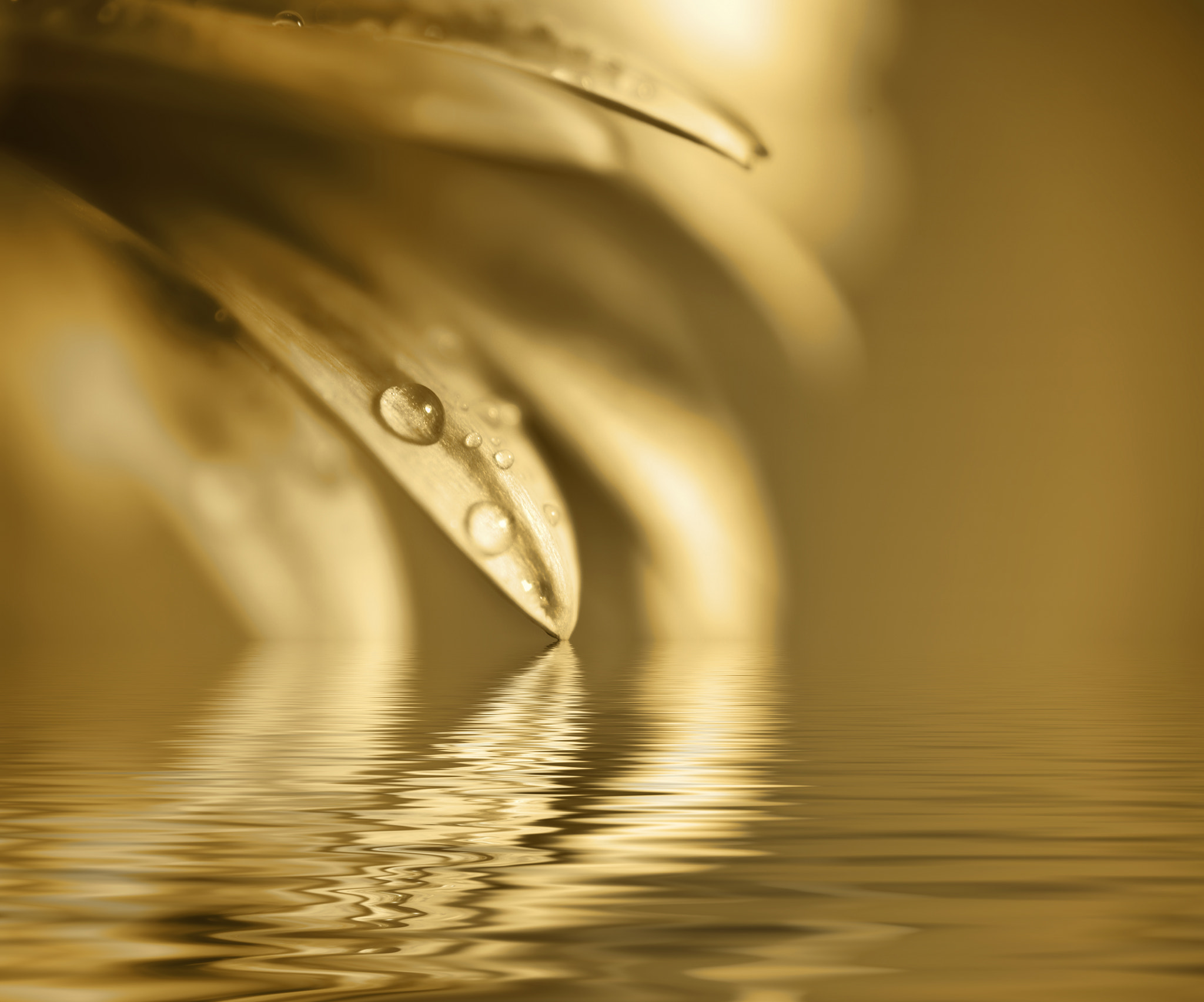 Nikon D700 + Sigma 105mm F2.8 EX DG Macro sample photo. Beautiful muted color gerbera daisy flower reflected in water photography