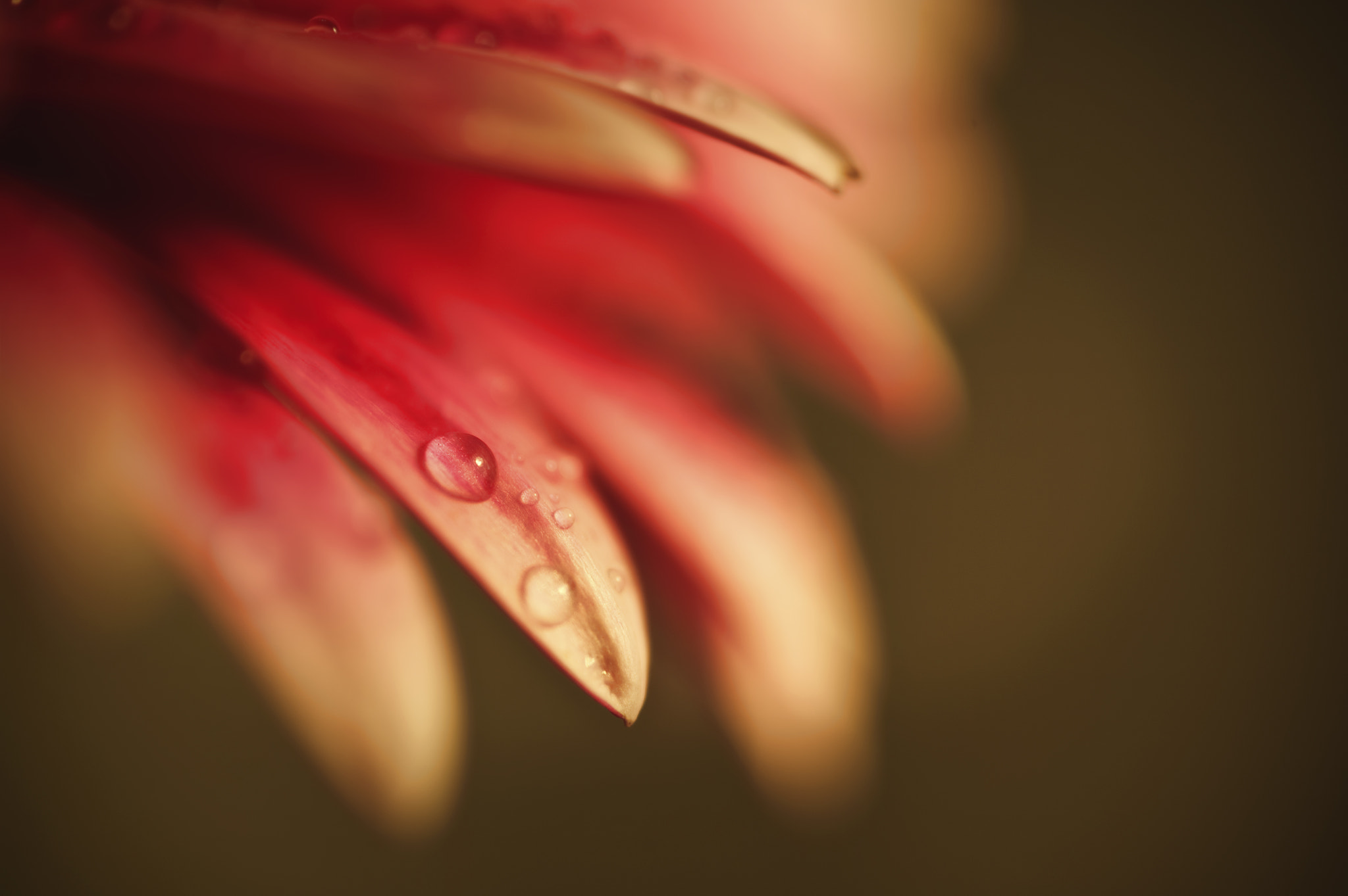 Nikon D700 + Sigma 105mm F2.8 EX DG Macro sample photo. Beautiful muted color gerbera daisy flower with shallow depth of photography