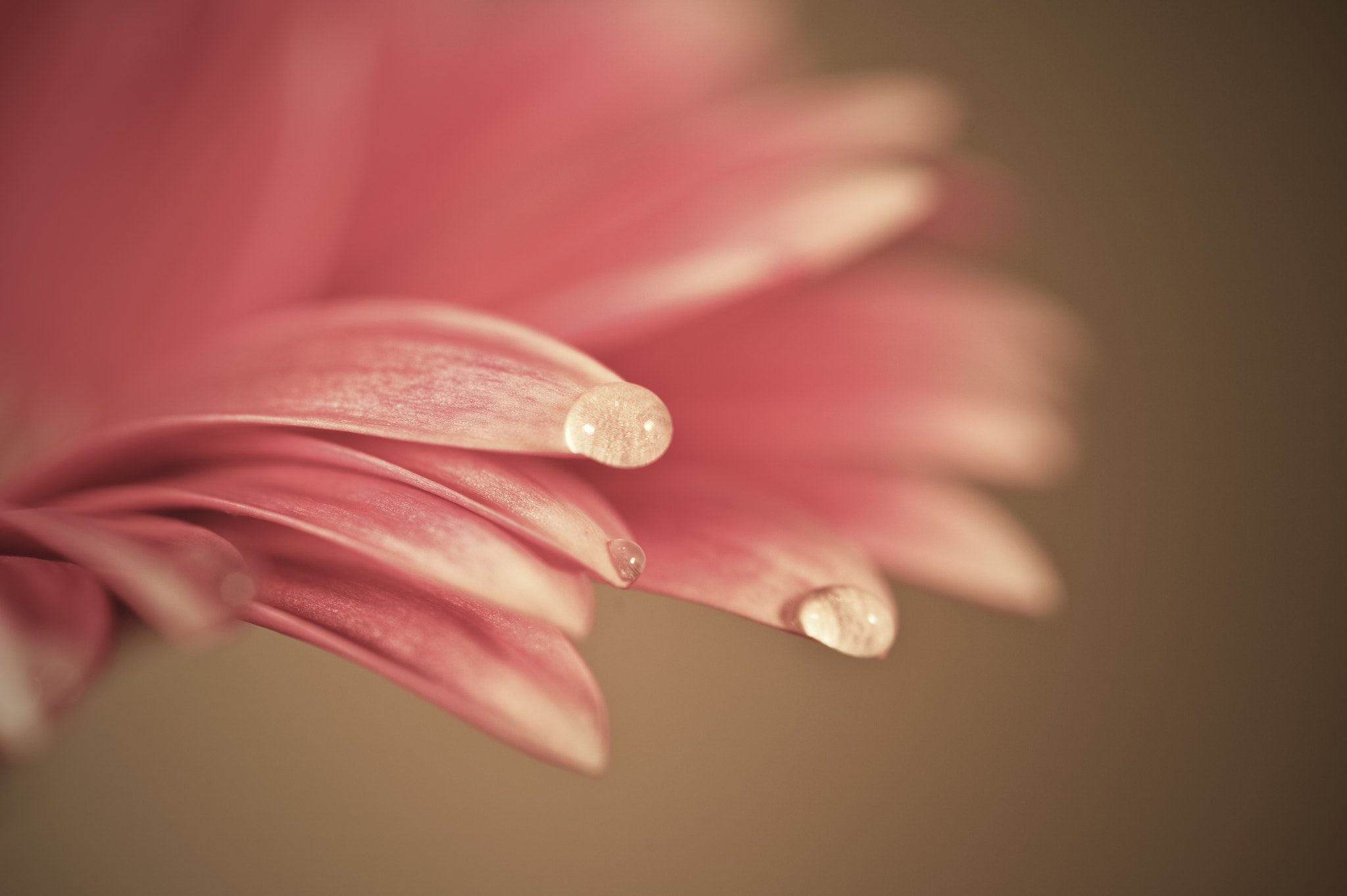 Nikon D700 + Sigma 105mm F2.8 EX DG Macro sample photo. Beautiful muted color gerbera daisy flower with shallow depth of photography