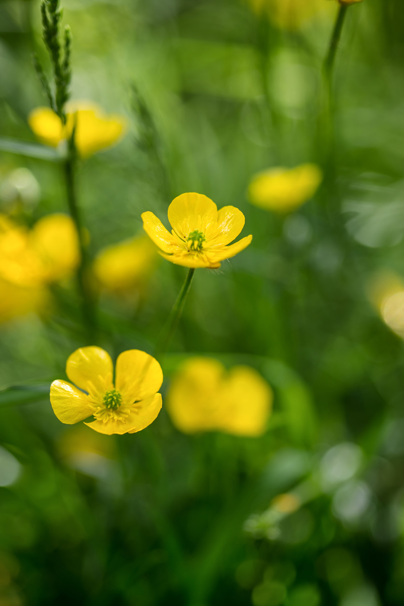 Nikon D600 + Sigma 105mm F2.8 EX DG Macro sample photo. Close up image of vibrant buttercups in wildflower meadow landsc photography