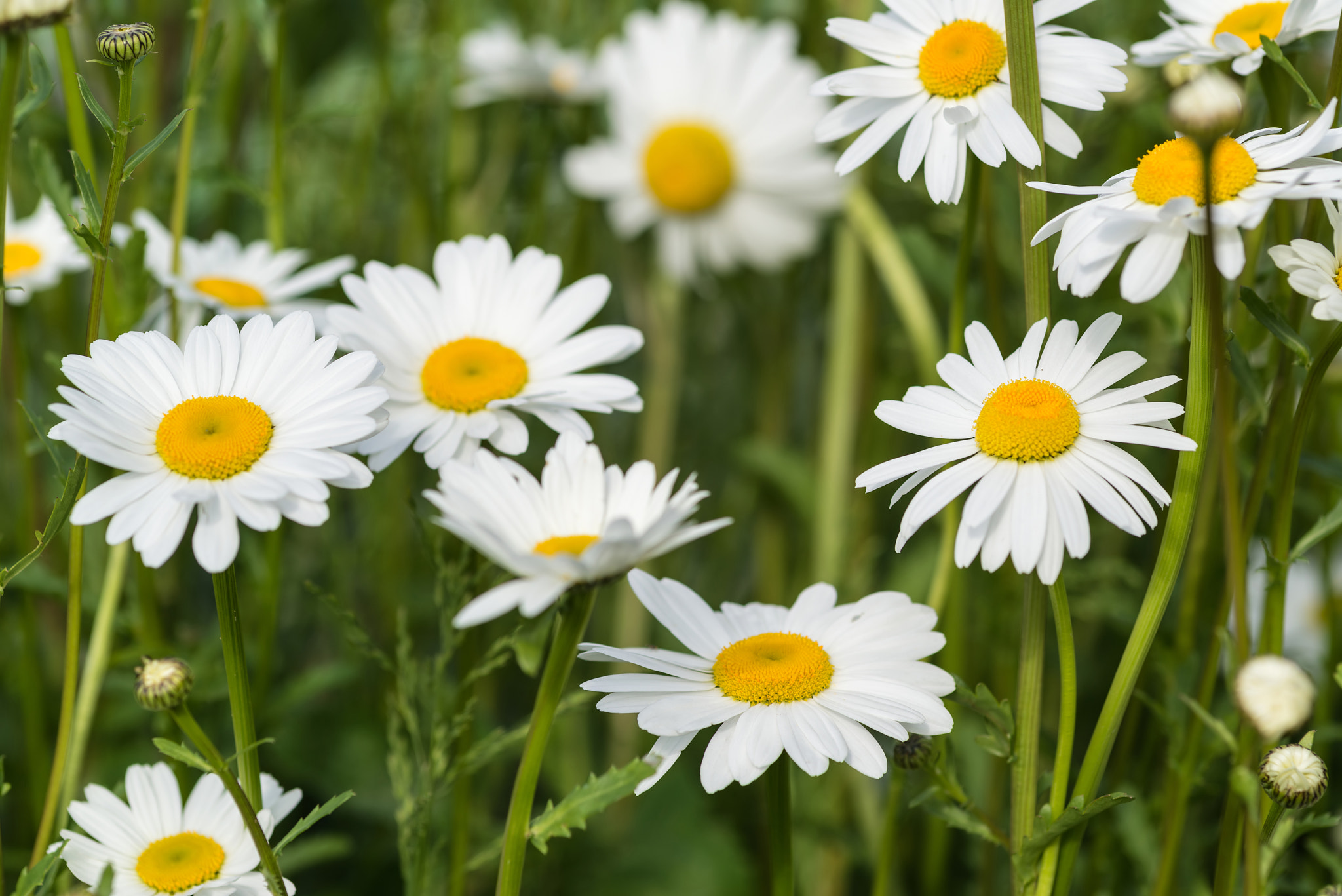 Sigma 105mm F2.8 EX DG Macro sample photo. Close up image of wild daisy flowers in wildflower meadow landsc photography